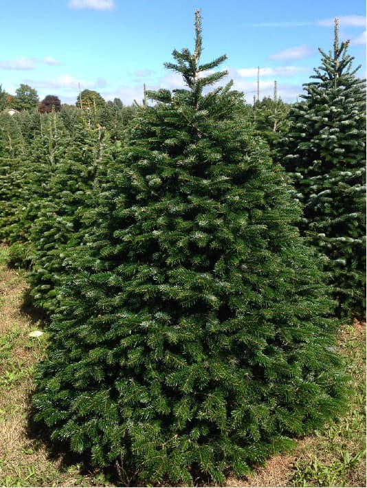 A Nordmann fir growing in a field of Christmas trees