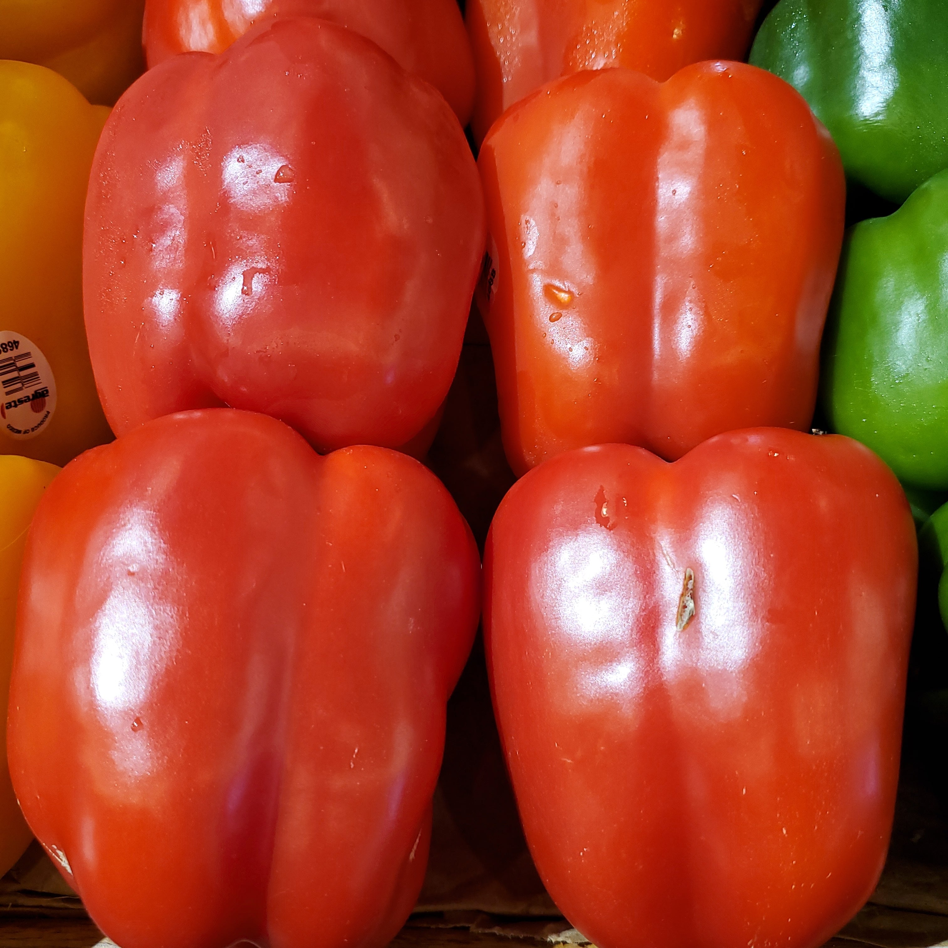 Pepper Bell Red