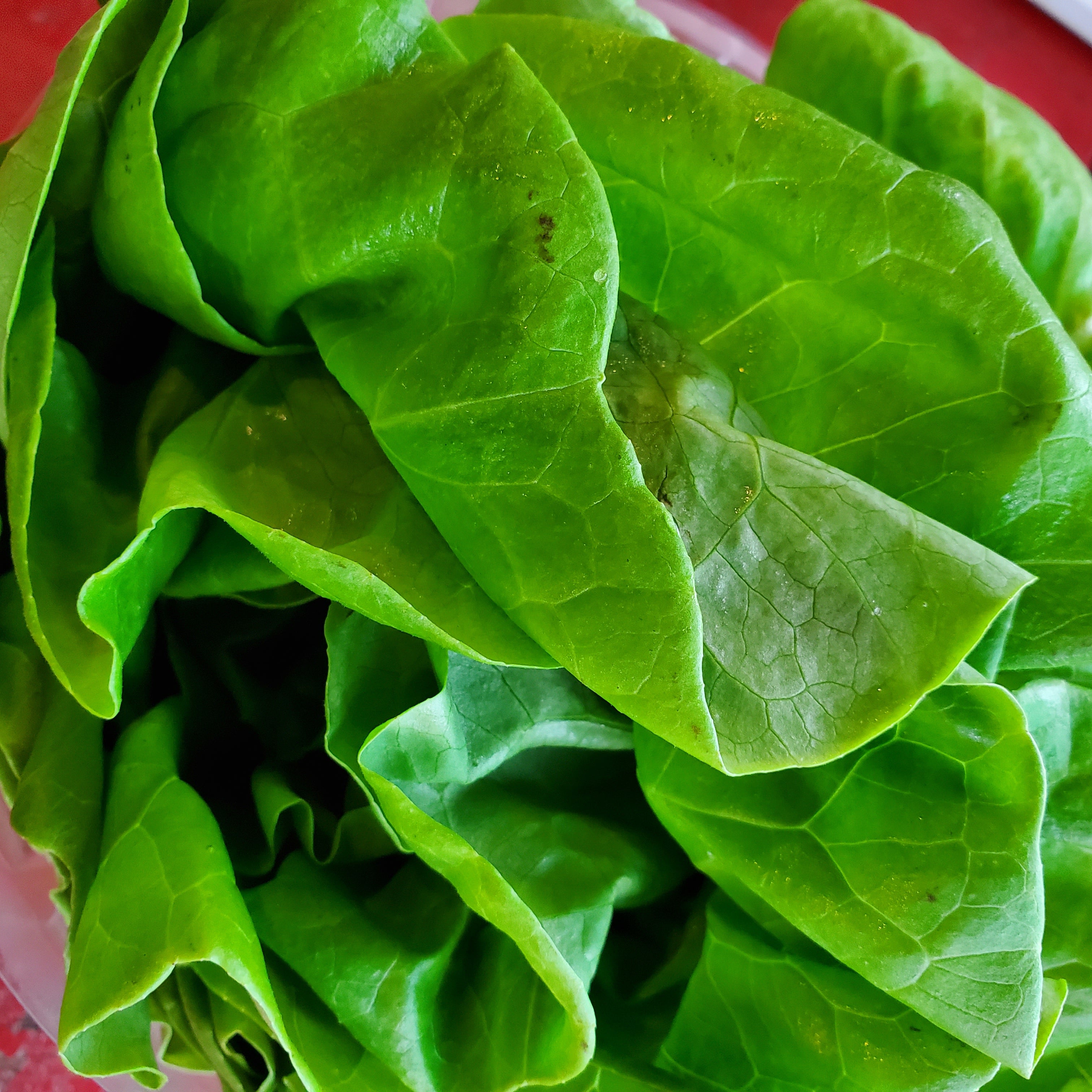 Greens - Lettuce Butterbib  Local