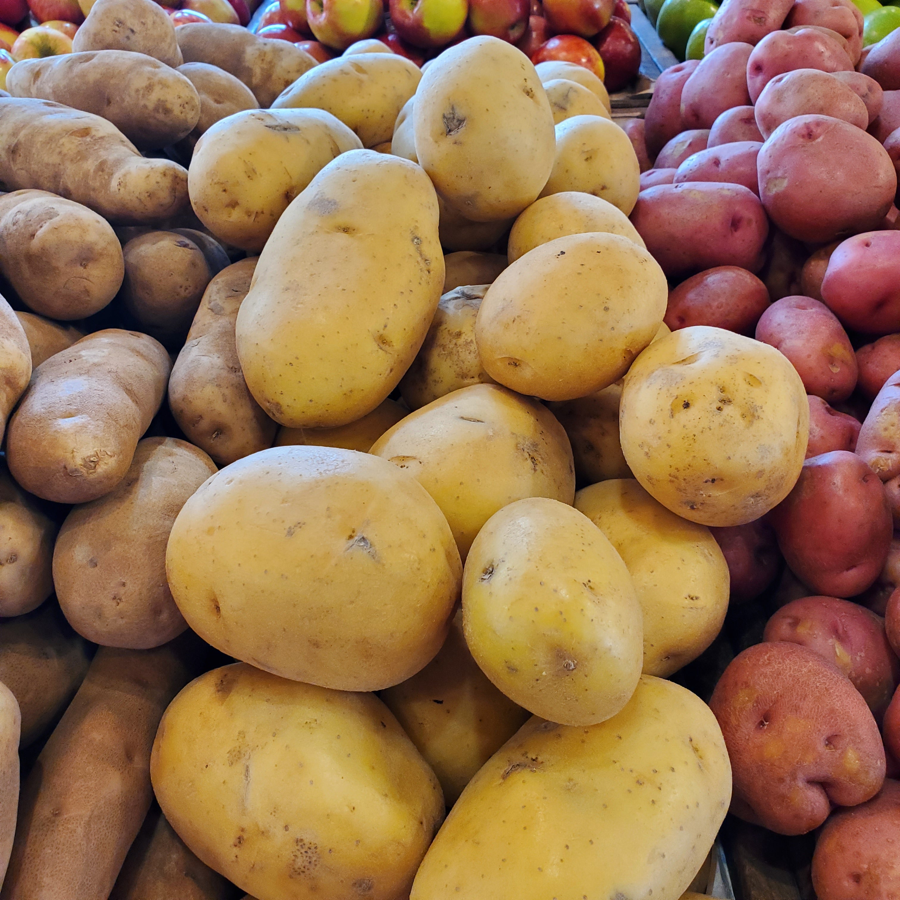 Potato Yukon Gold