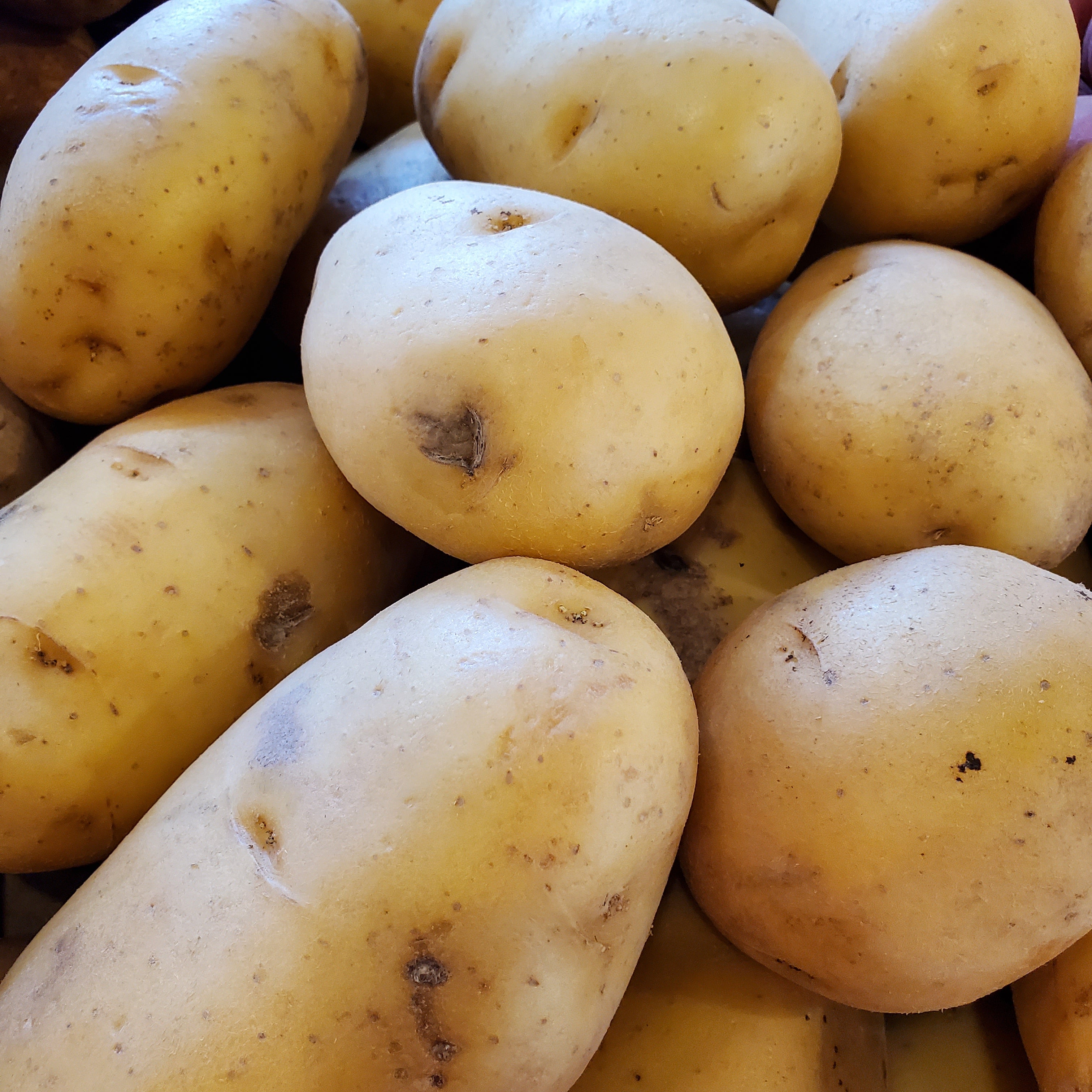 Potato Yukon Gold