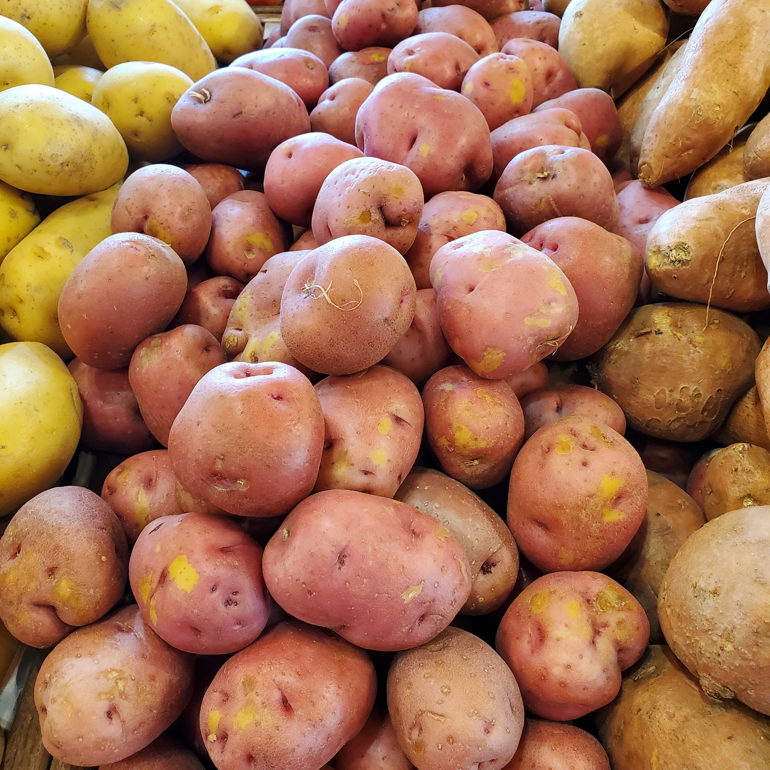Potato Red A size