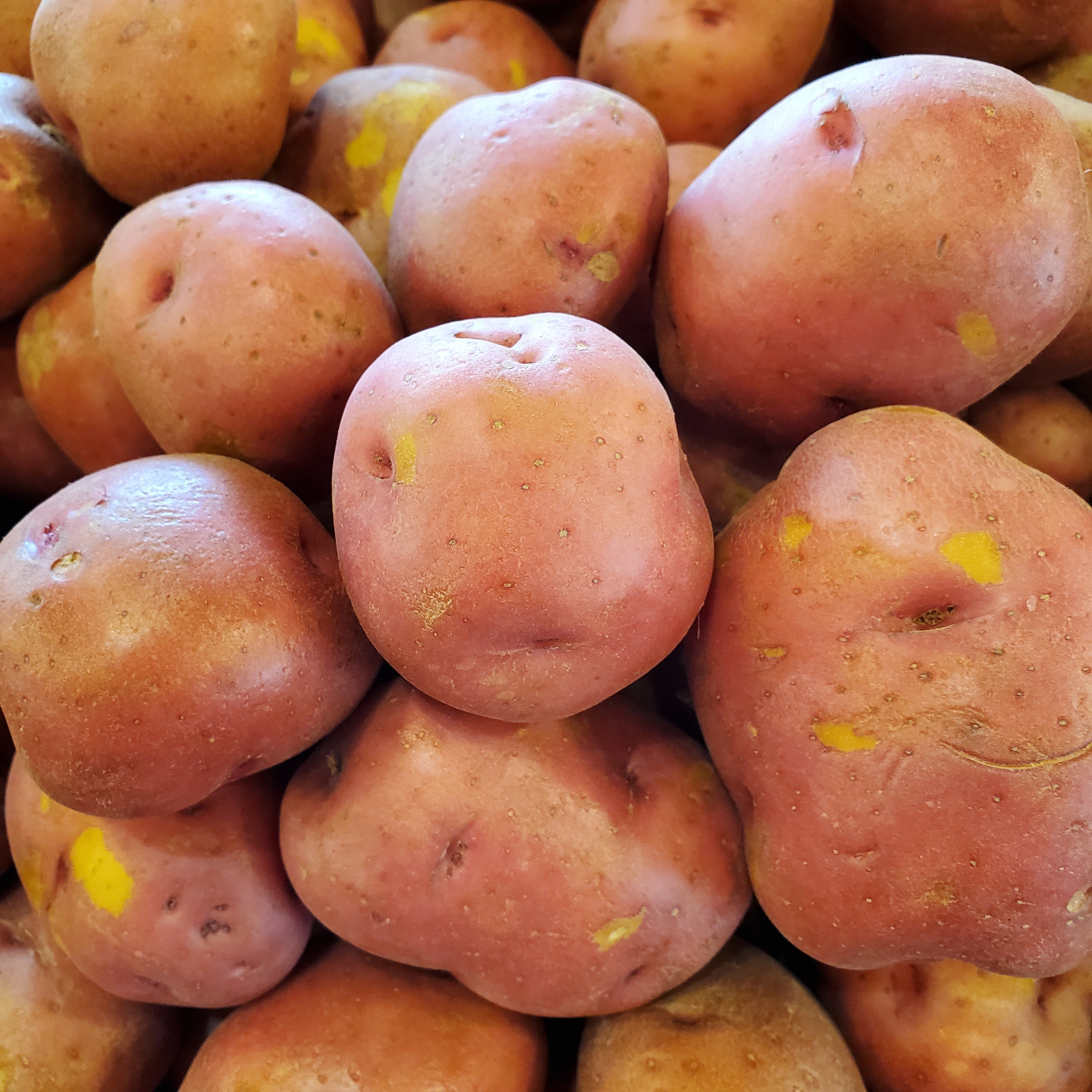 Potato Red A size