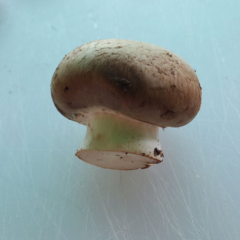 Mushroom Baby Bella