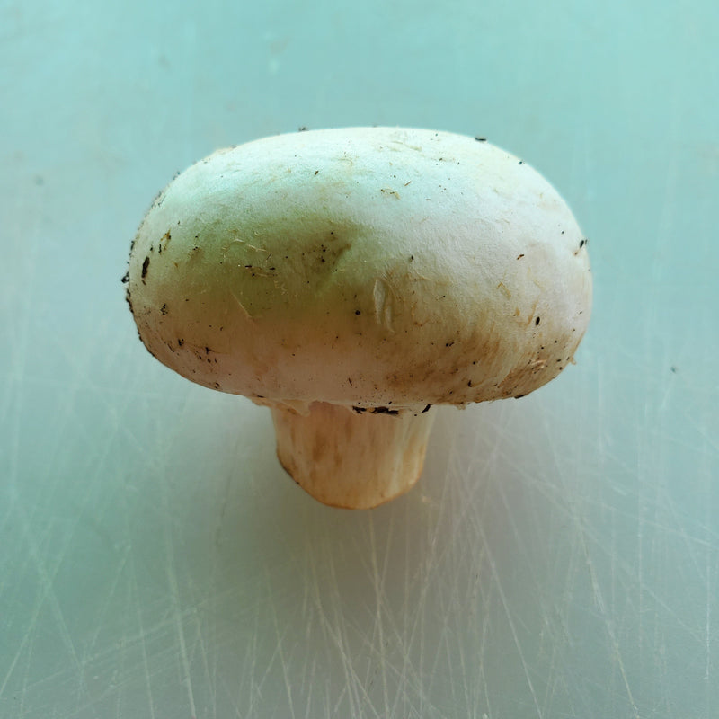 Mushroom White Button