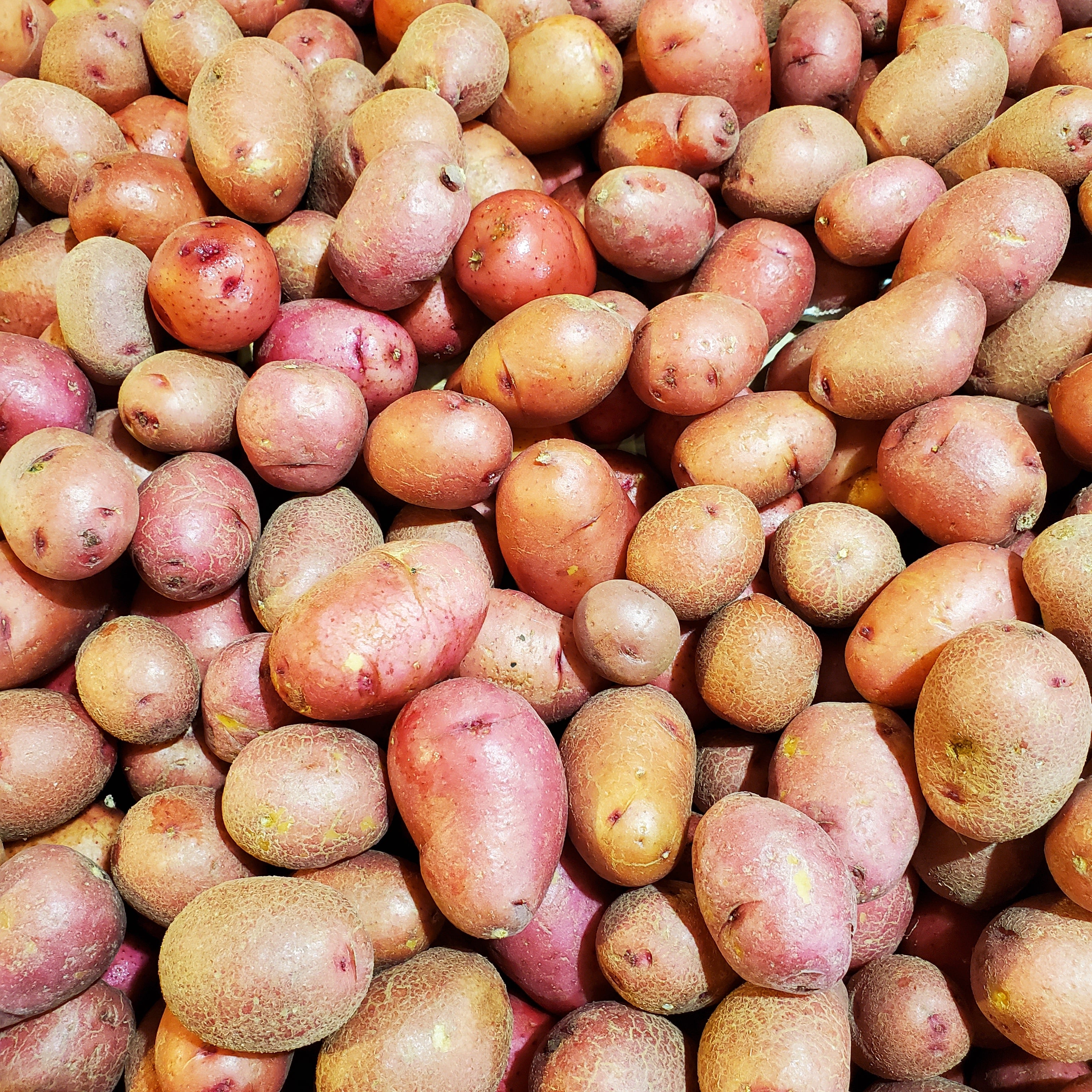 Potato Creamer Red