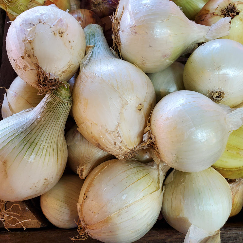Onion White Local Organic