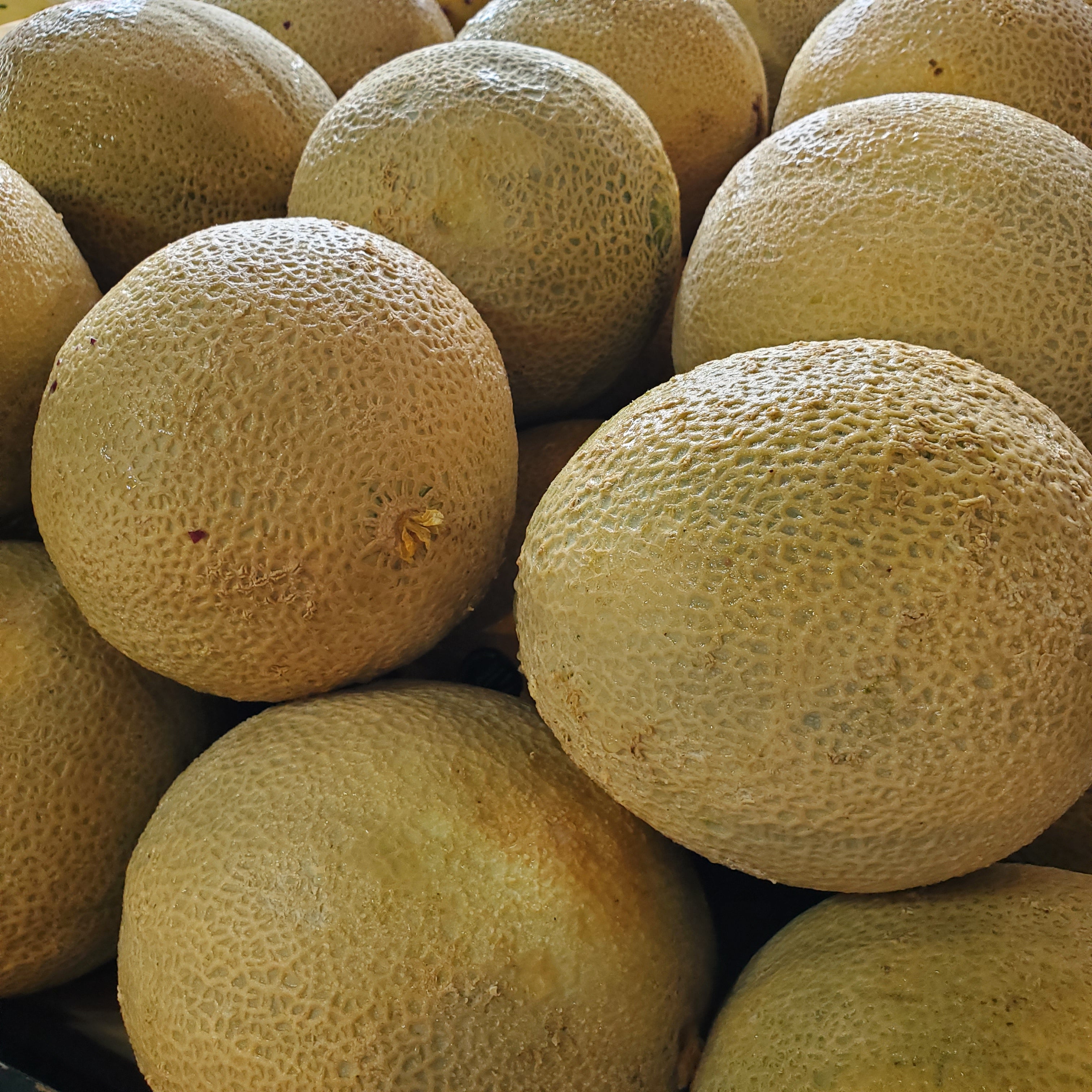 Melon Cantaloupe