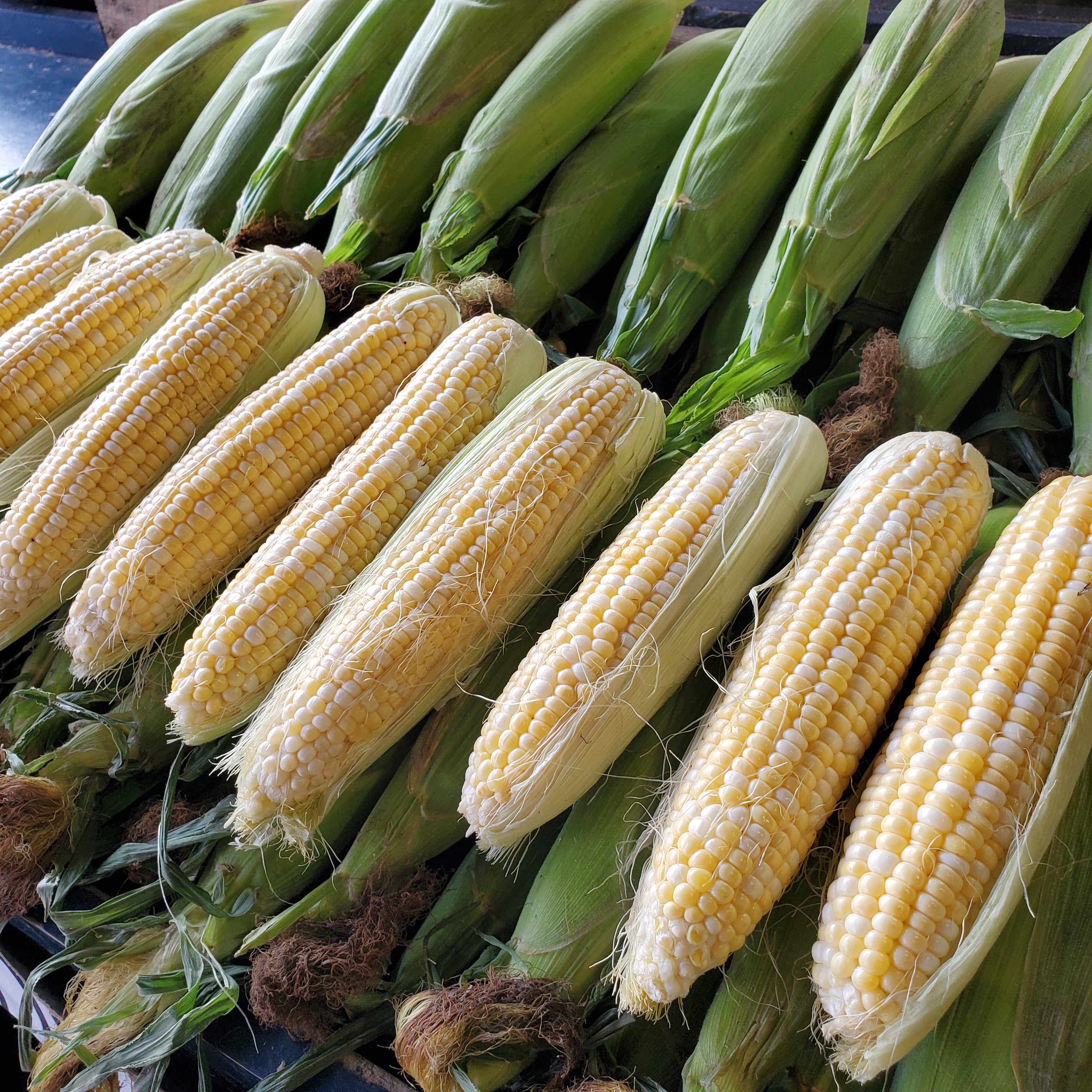 Corn Bicolor