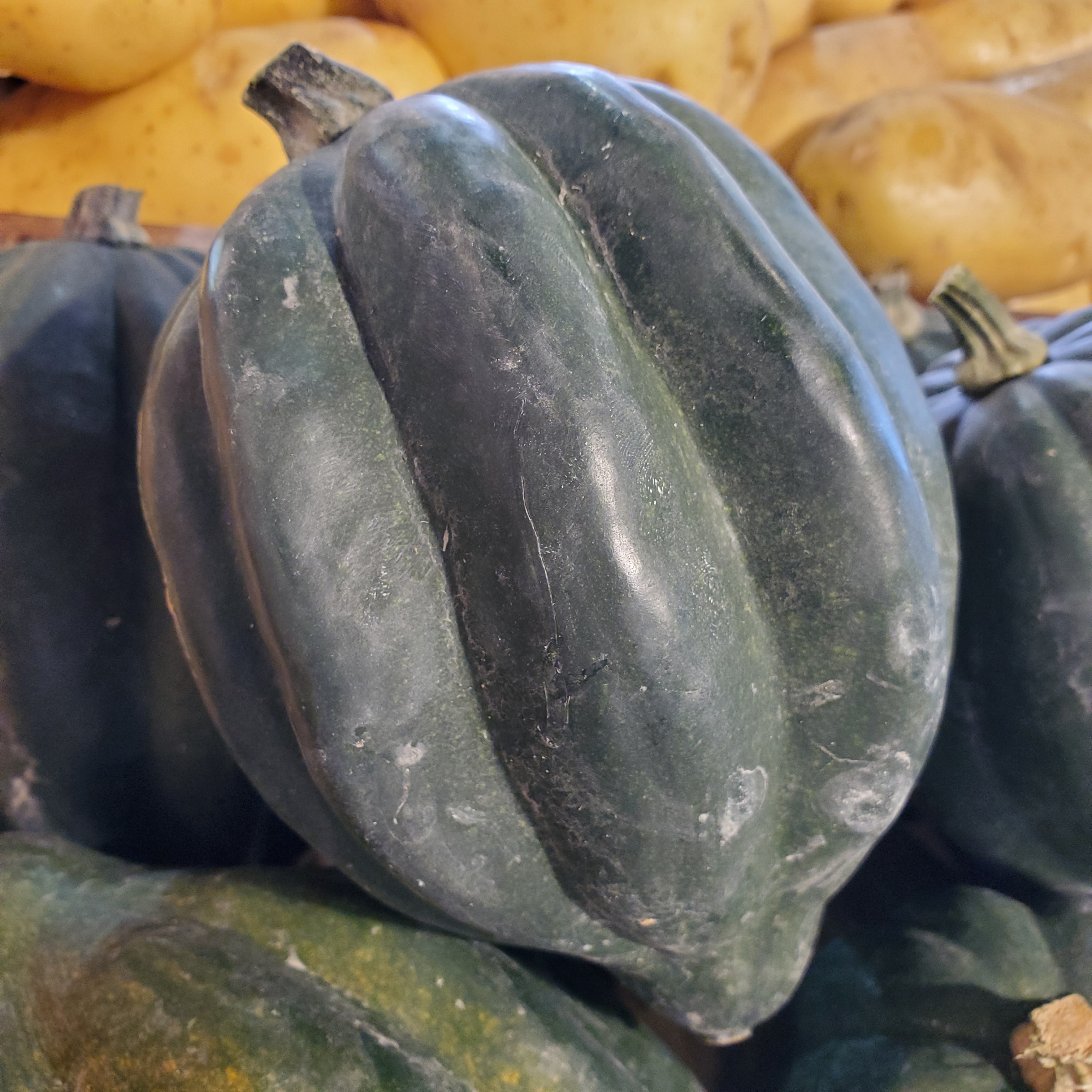 Squash Acorn
