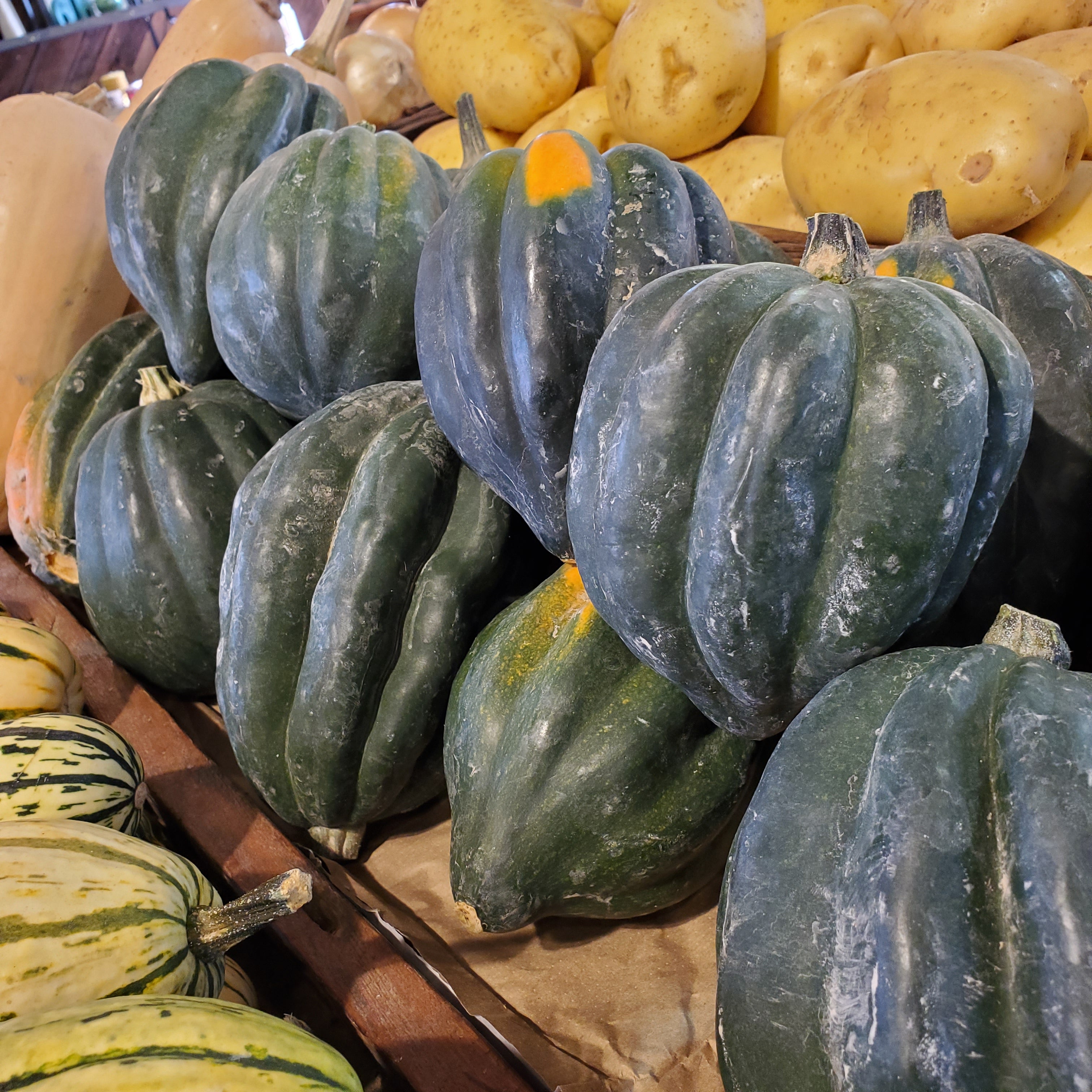 Squash Acorn