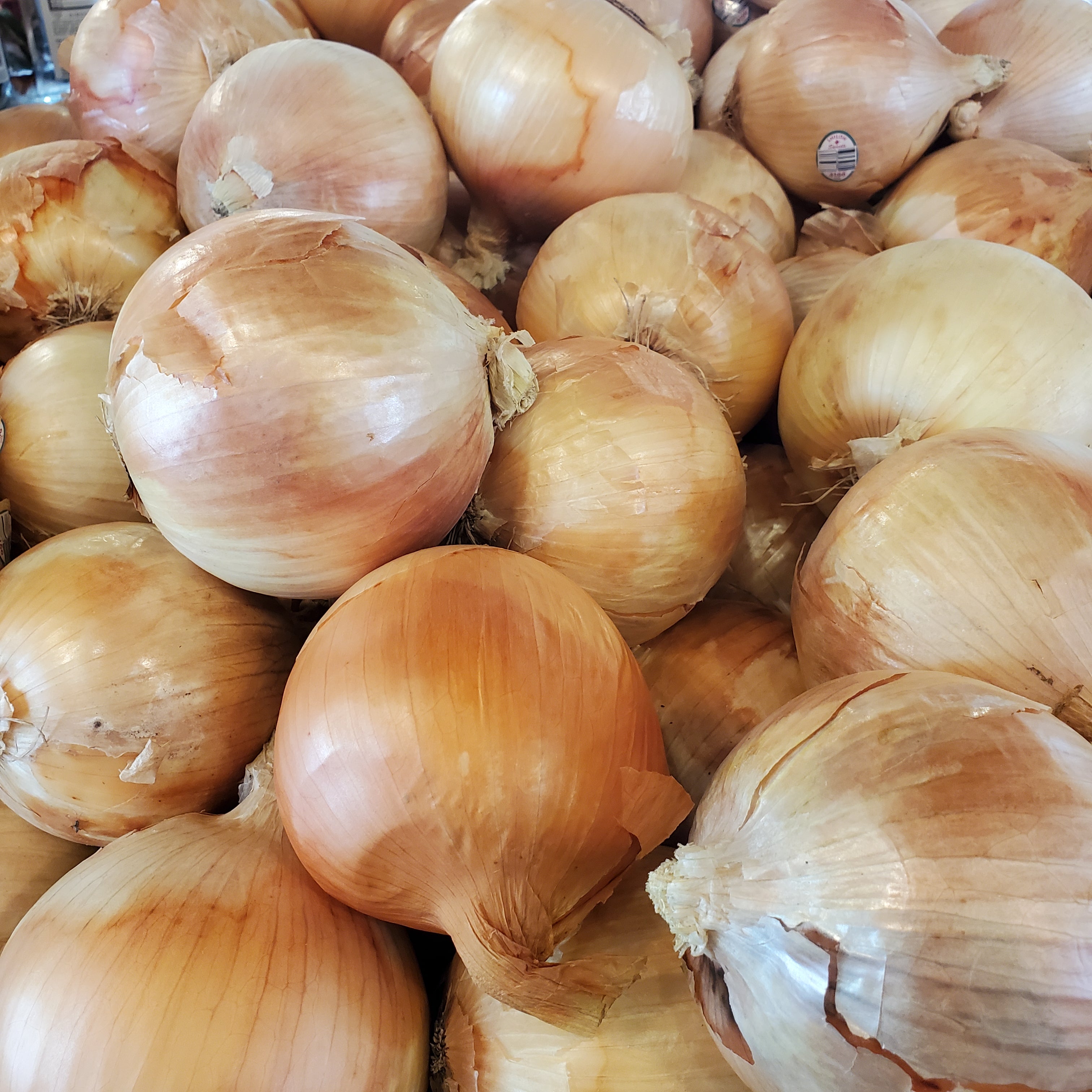 Onion Yellow