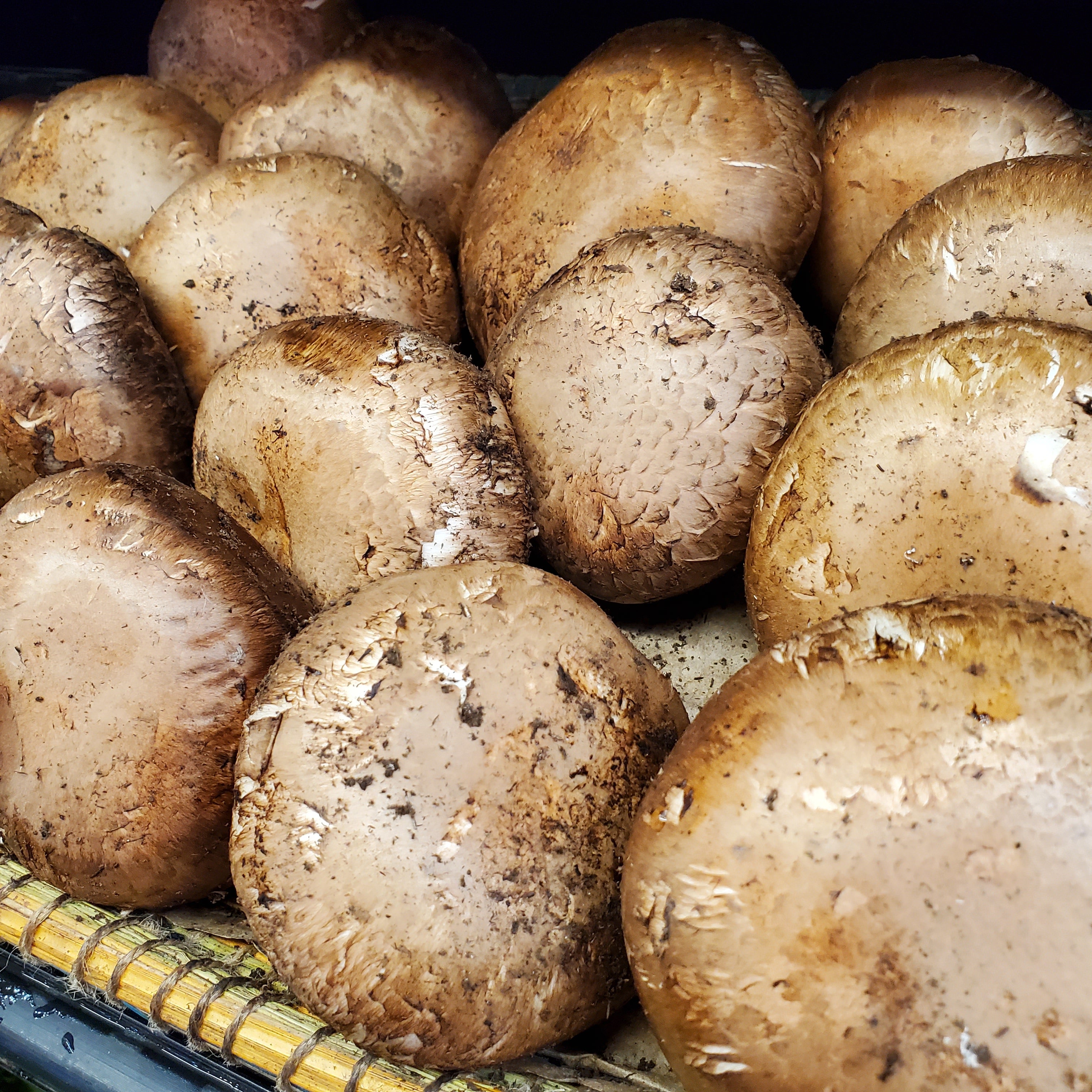 Mushroom Portobello