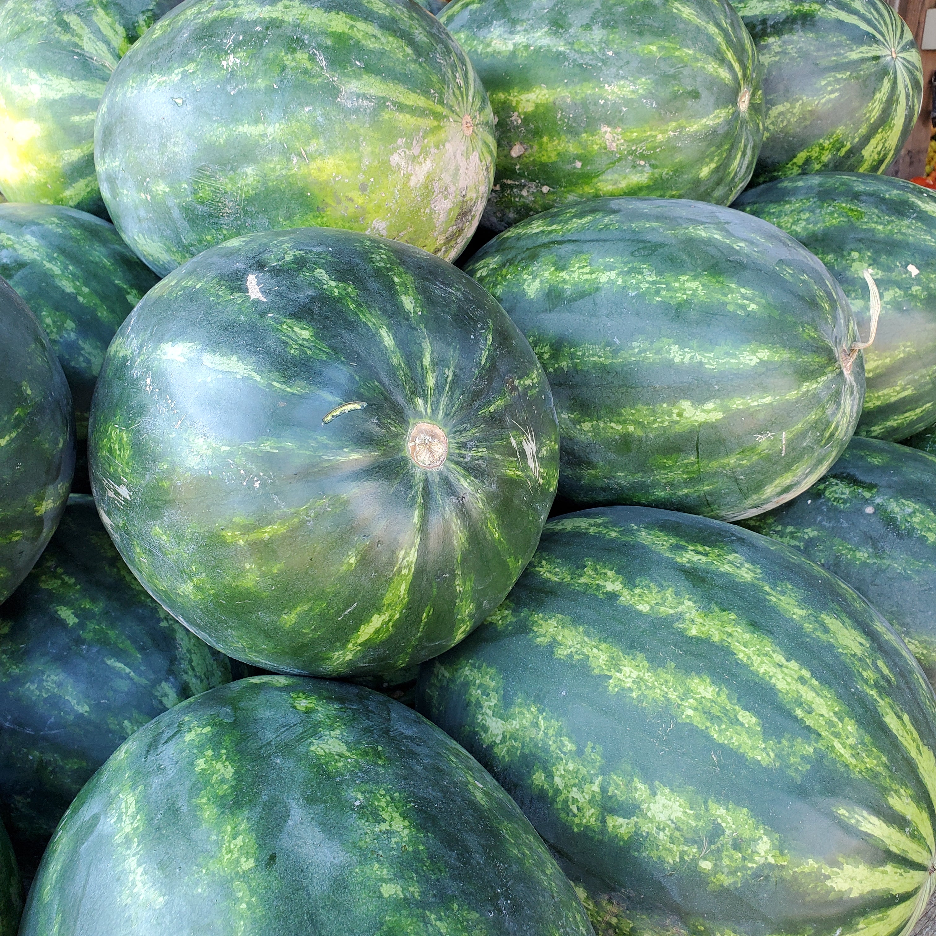 Melon Watermelon Whole Seedless
