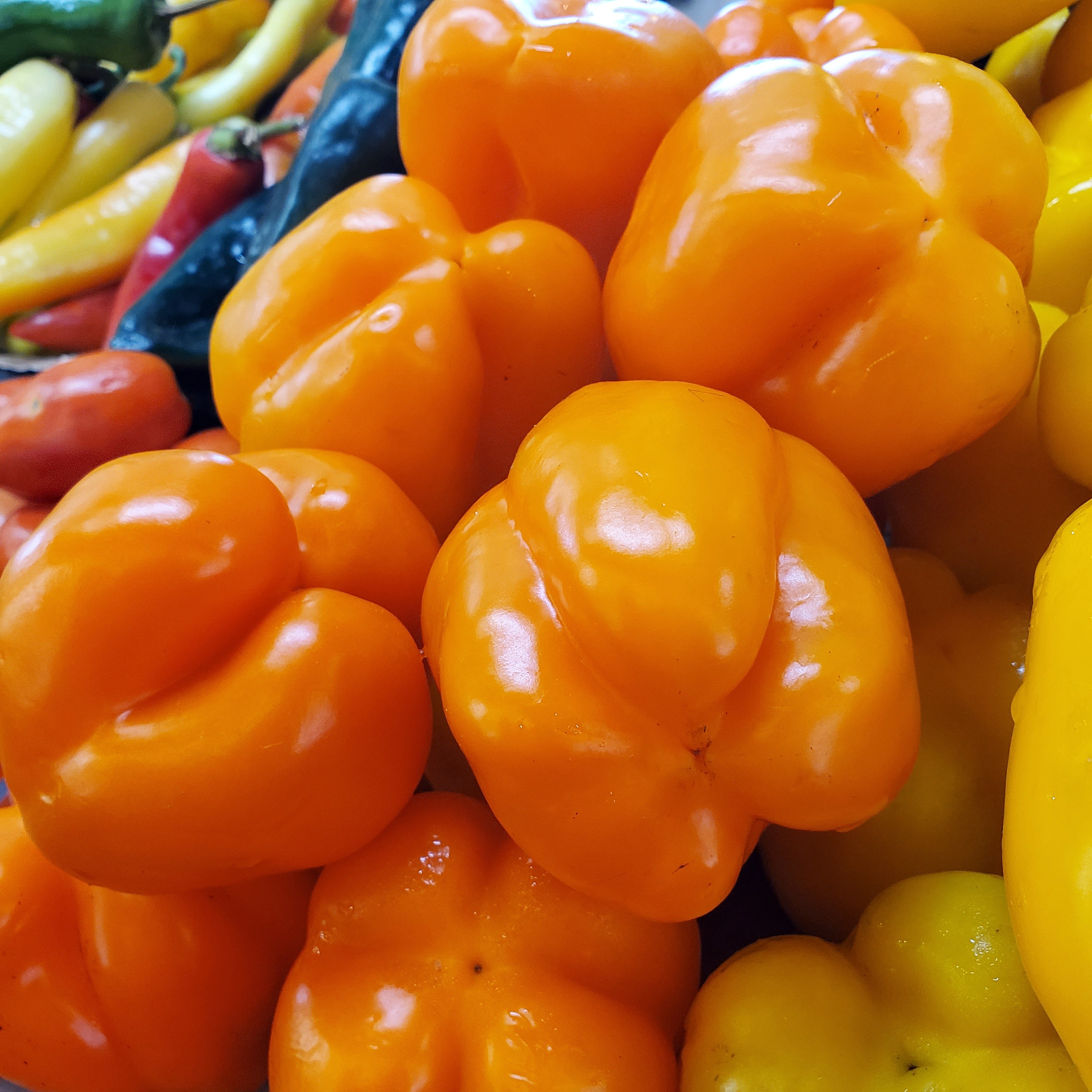 Pepper Bell Orange