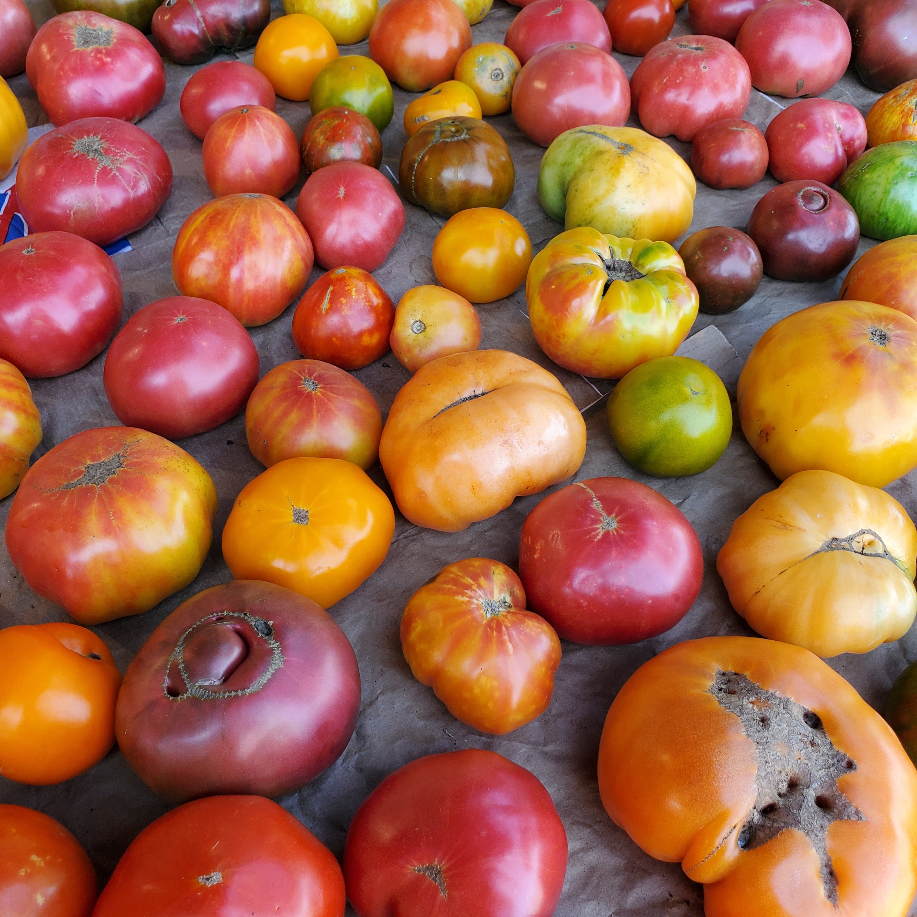 Tomato Heirloom