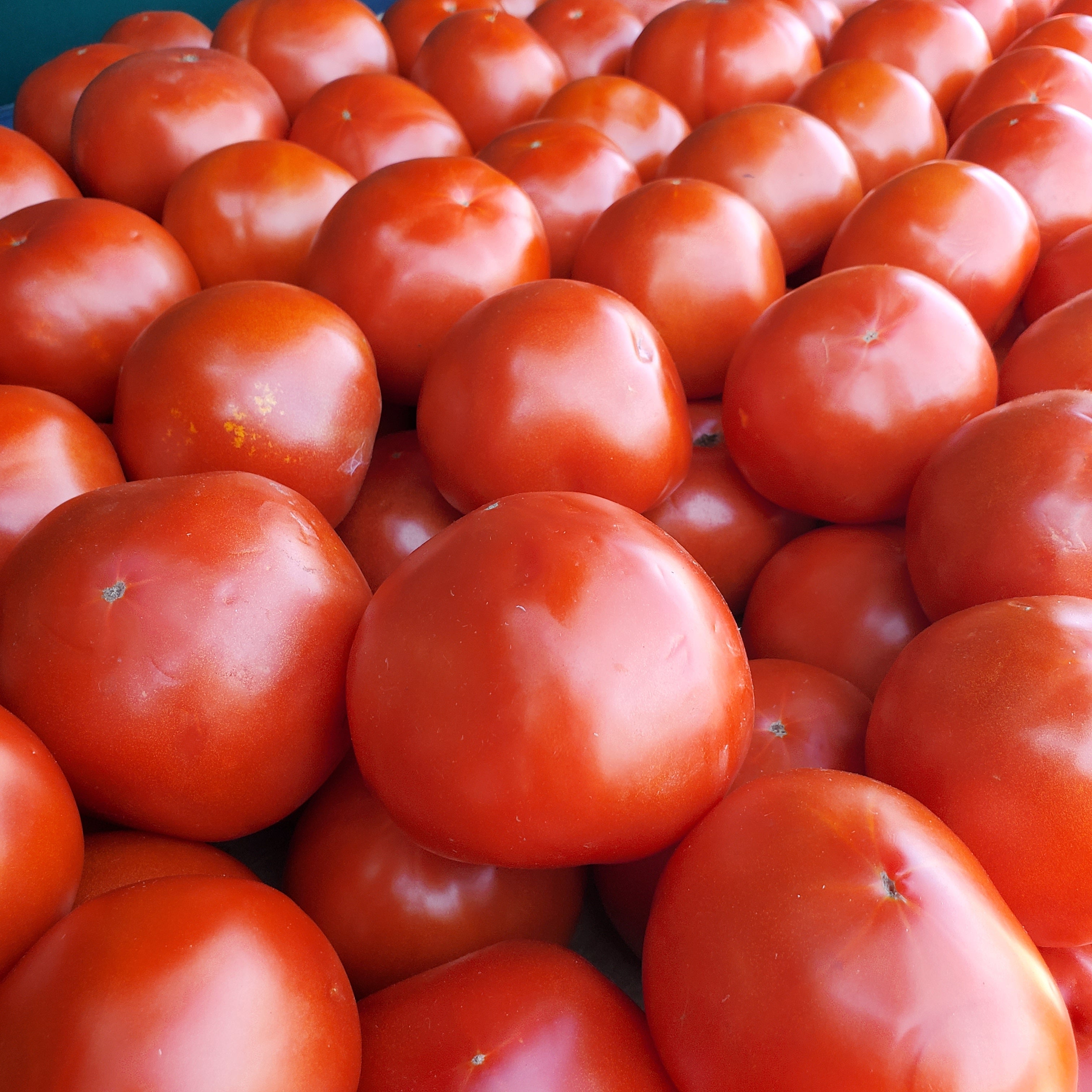 Tomato Red Local