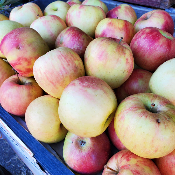 Apples Johnagold Local