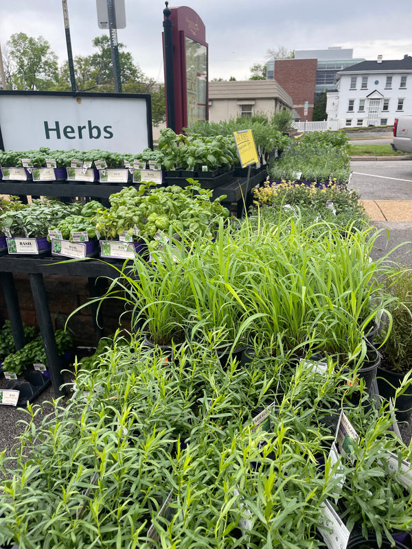 Herb Plants