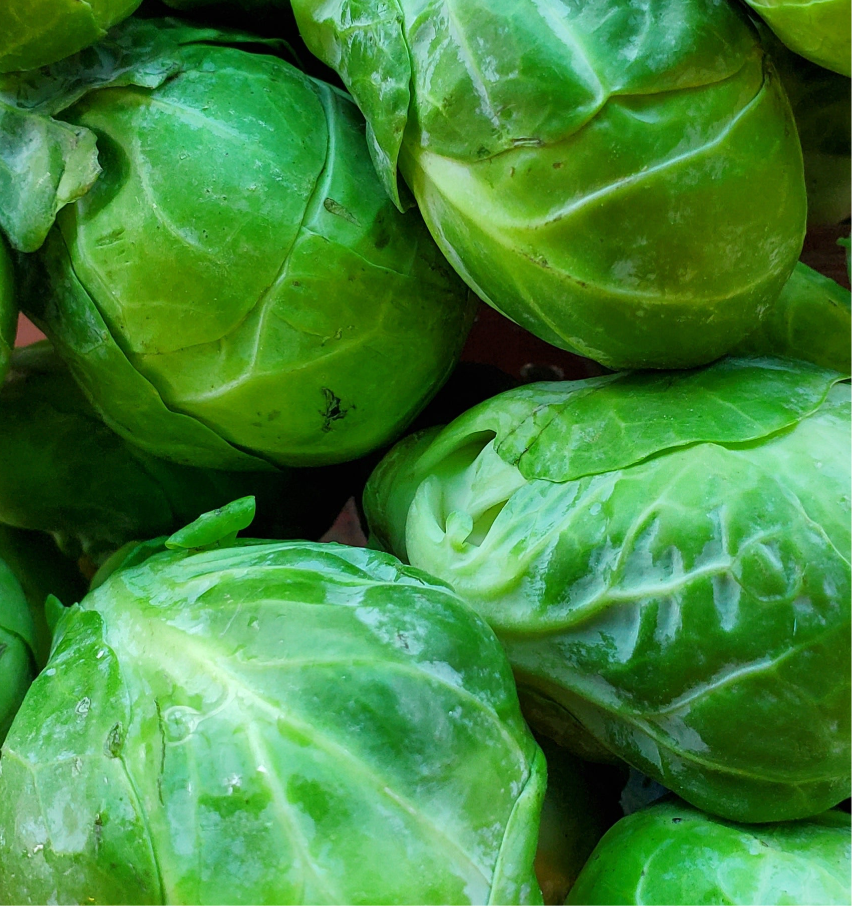 Brussel Sprouts
