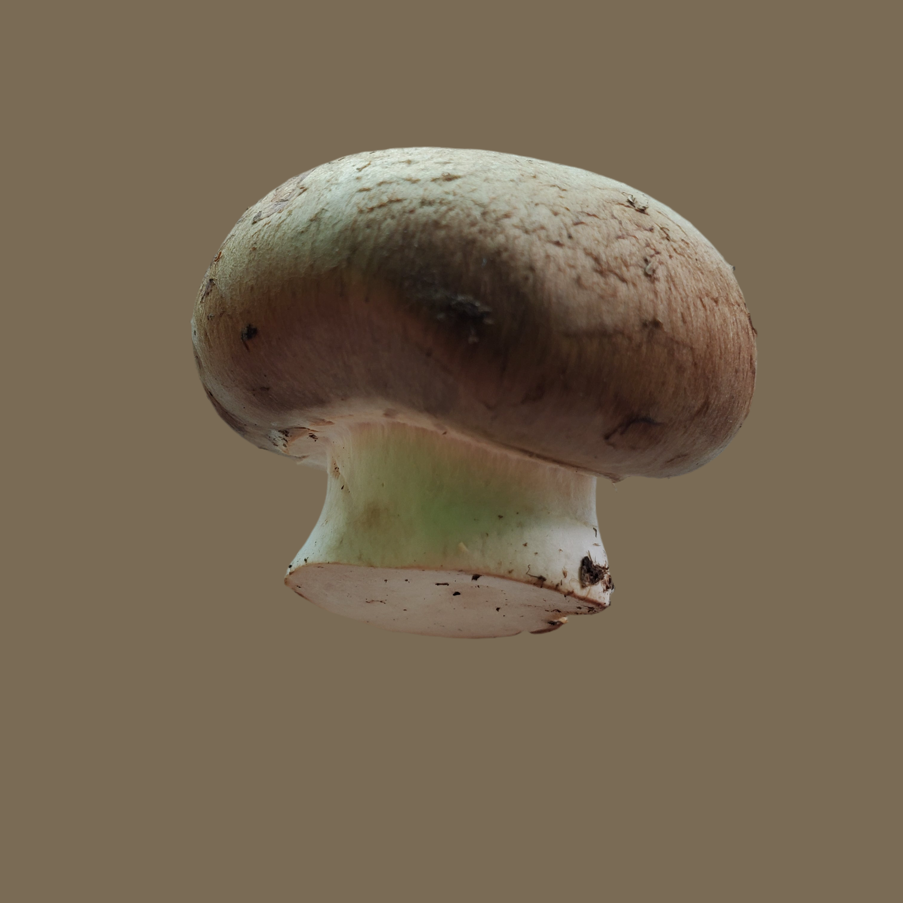 Mushroom Baby Bella