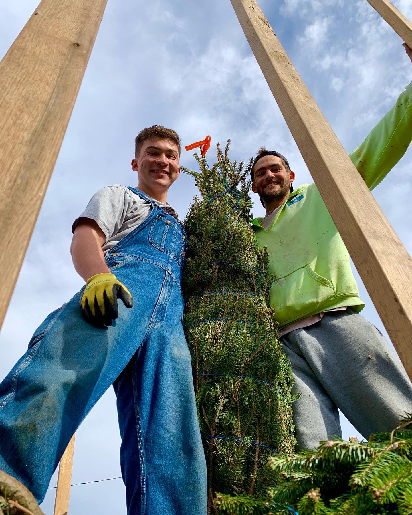 Christmas Tree Balsam Fir
