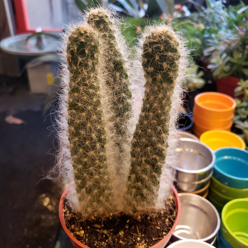 4" Cacti