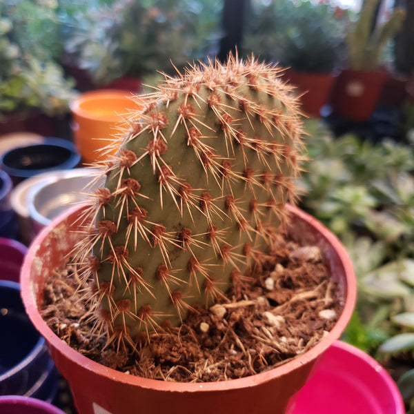 Assorted Cacti