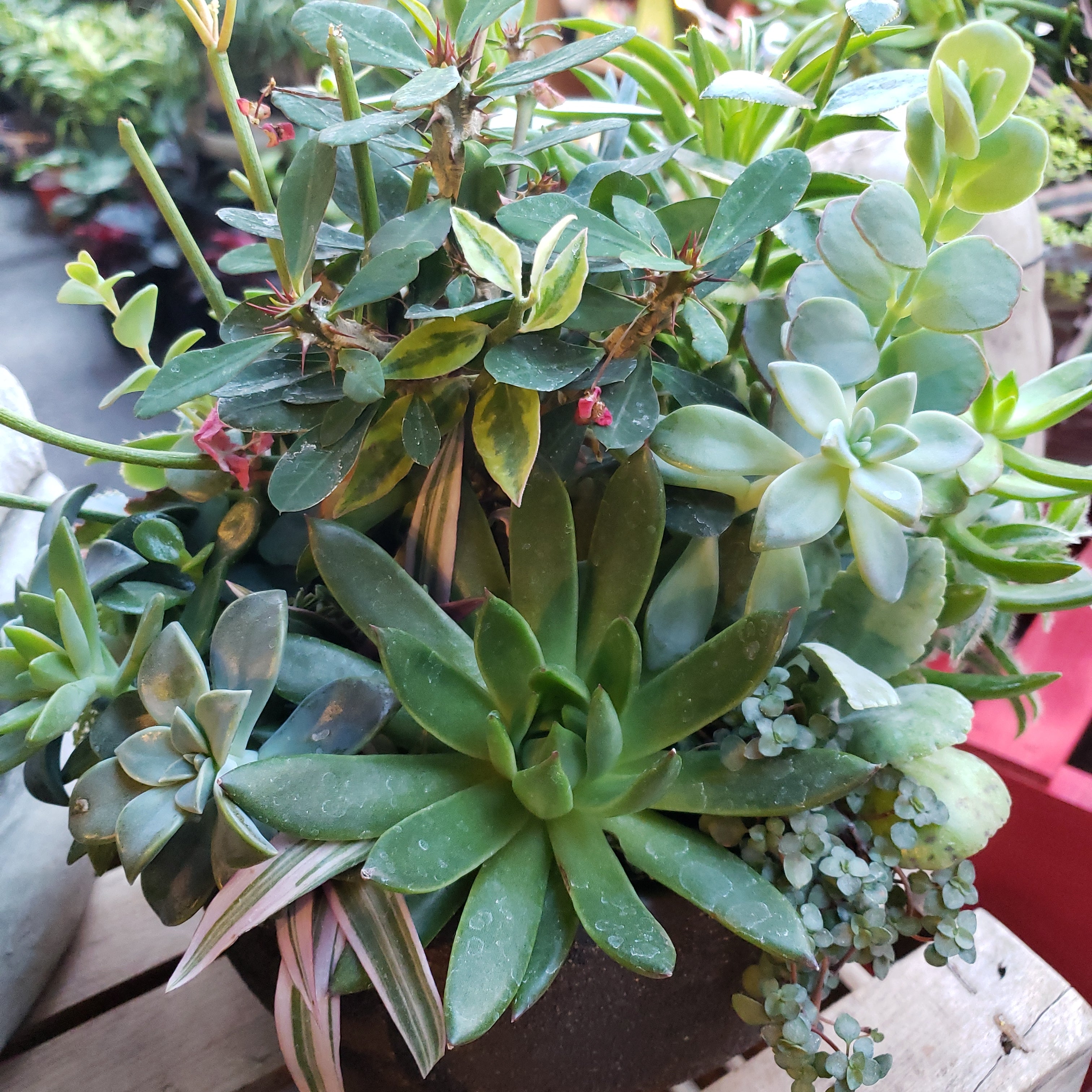Succulent Gardens