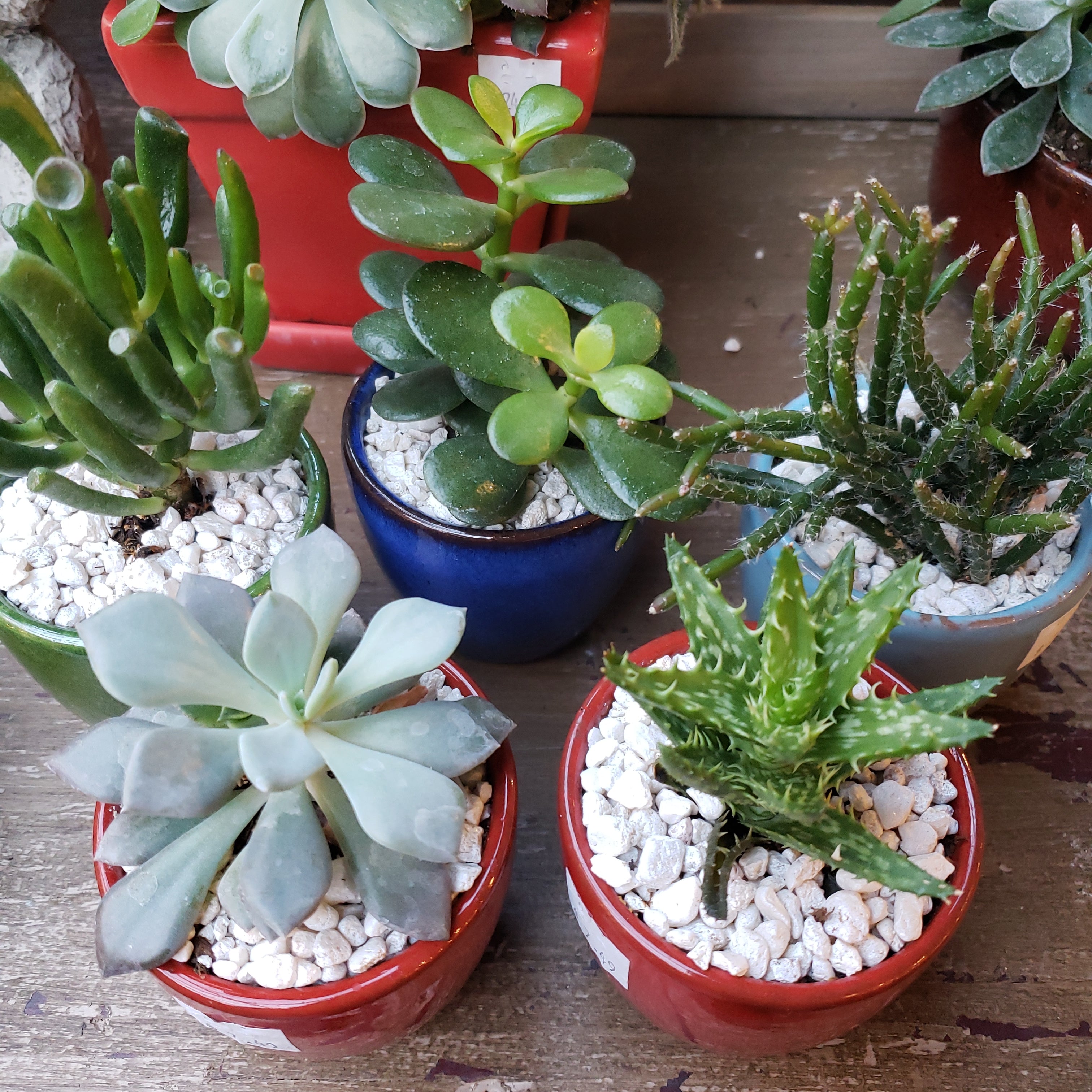 Succulent Gardens