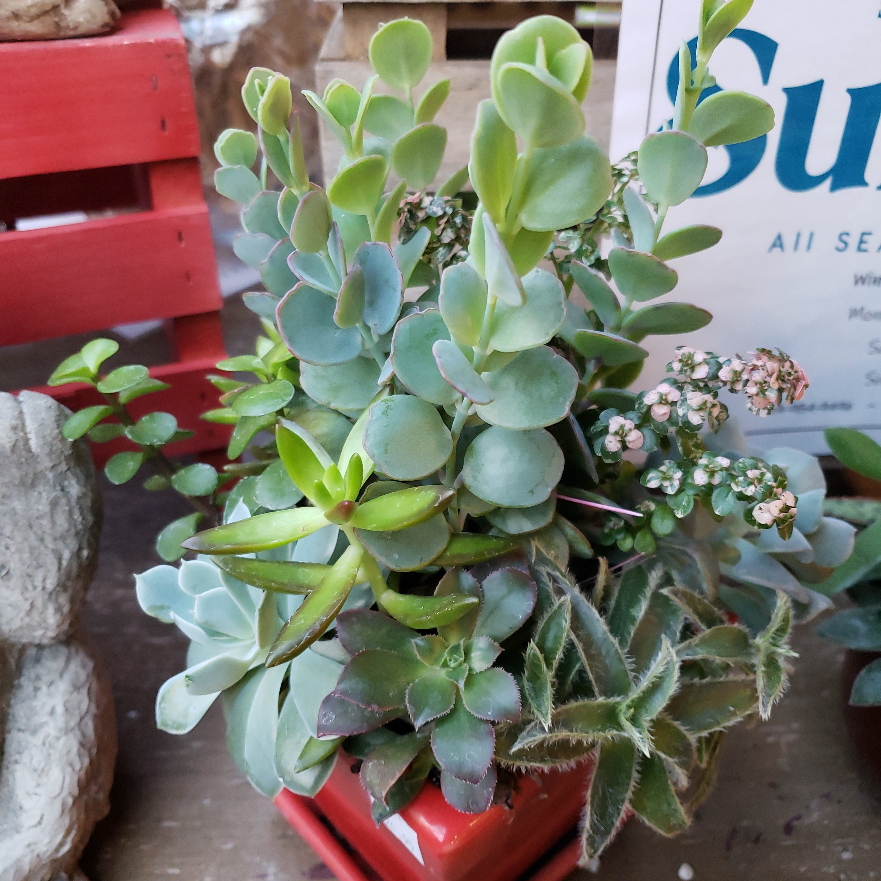 Succulent Gardens