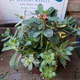 Succulent Gardens