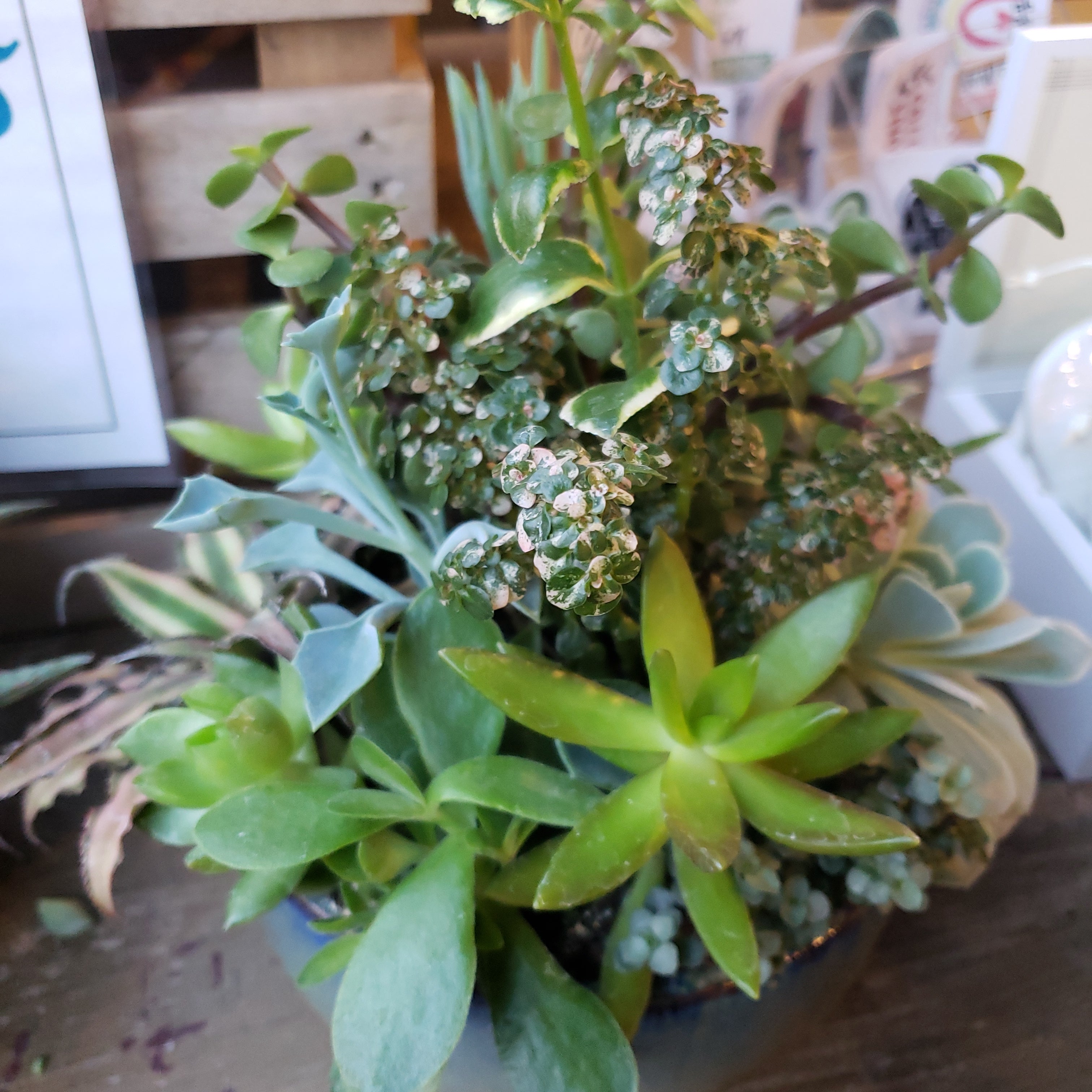 Succulent Gardens