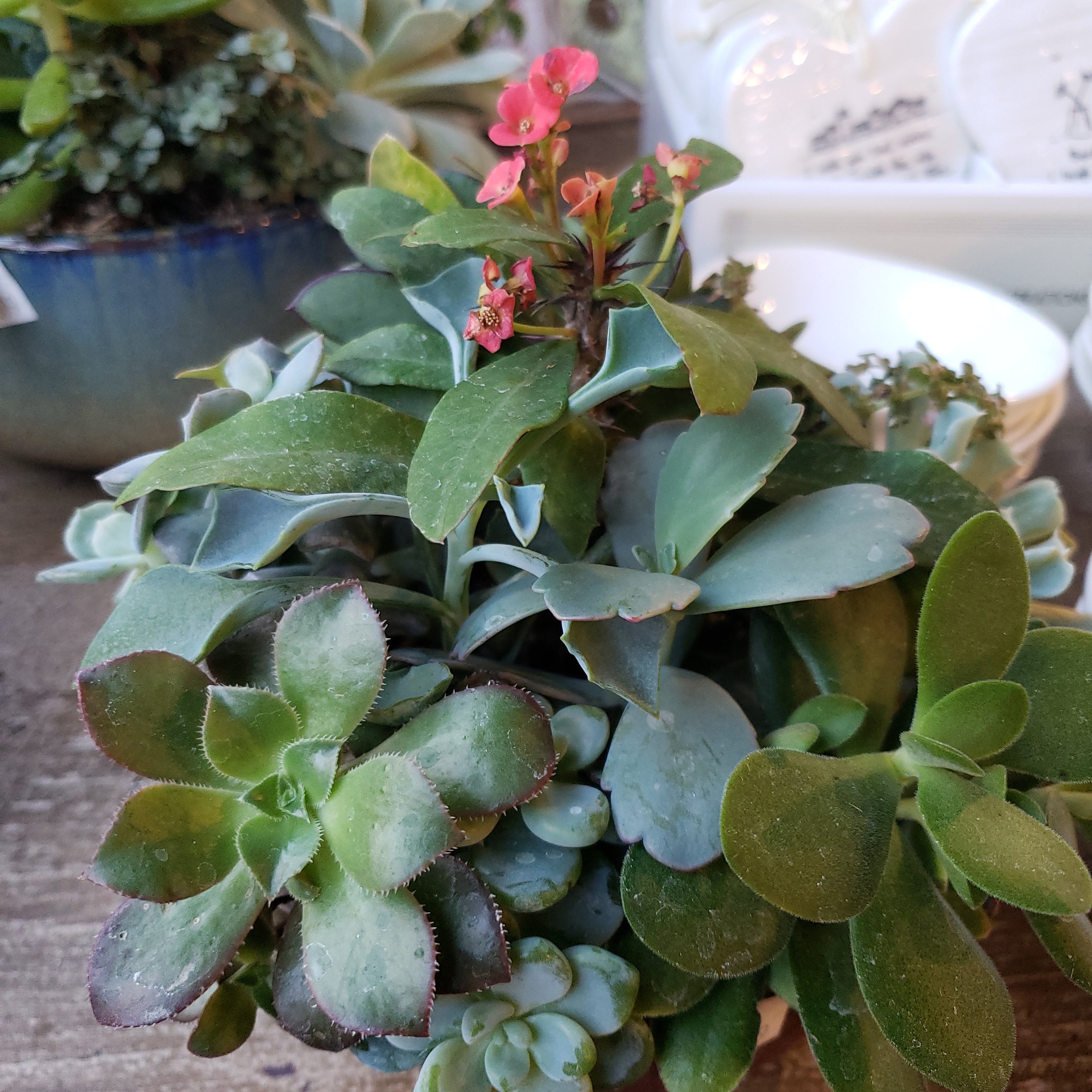 Succulent Gardens