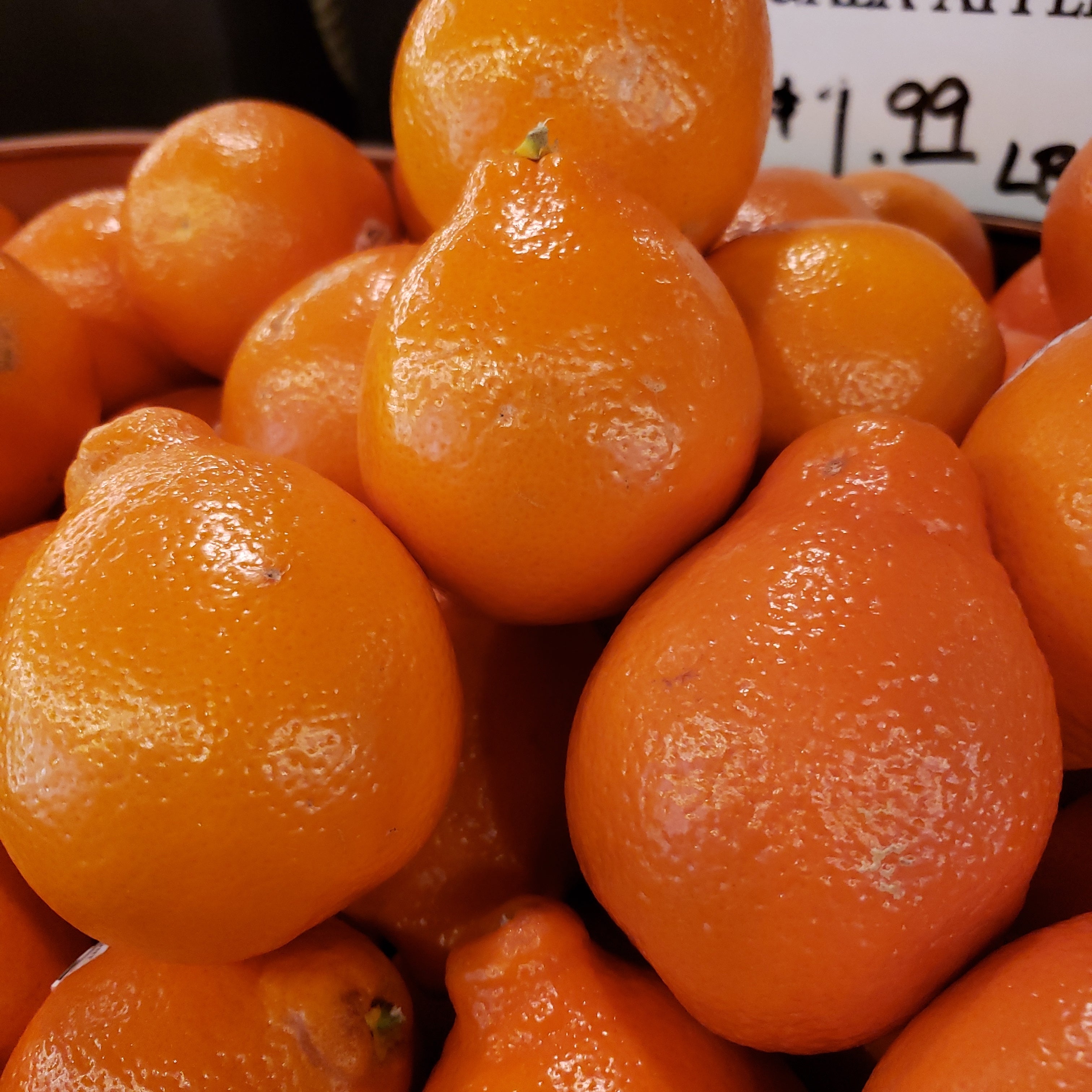 Citrus Minneola Tangelos