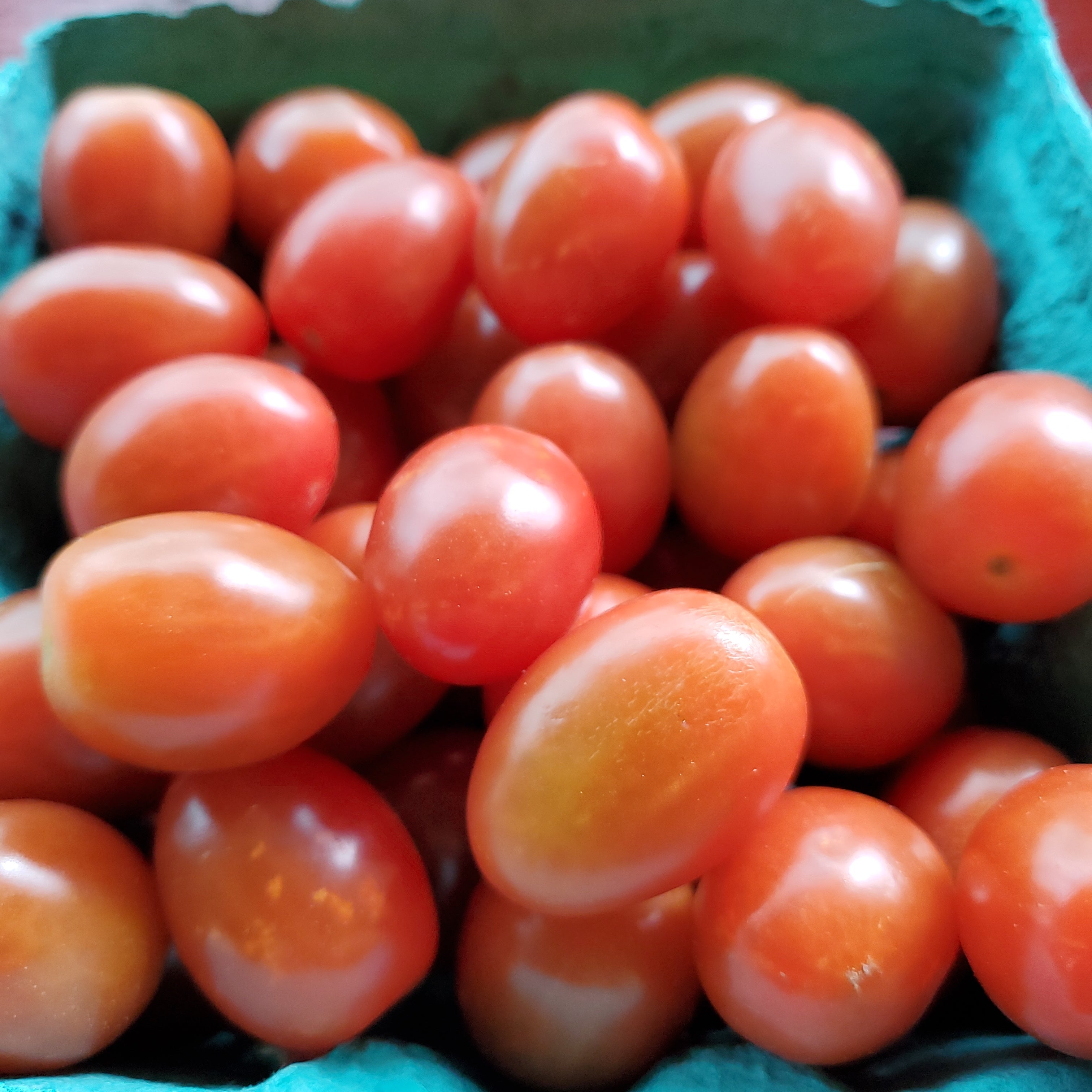 Tomato Cocktail Medley
