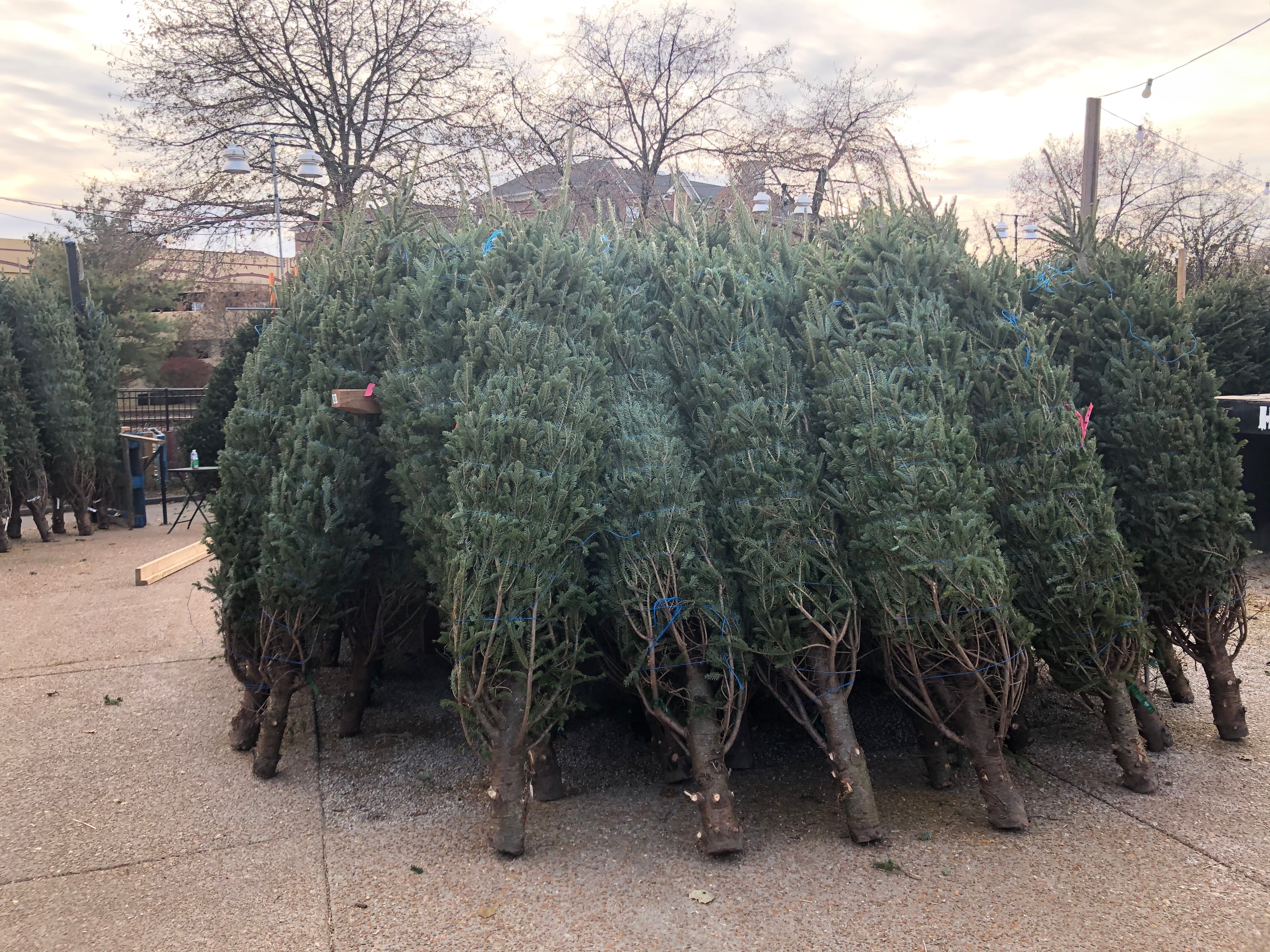 Christmas Tree Frasier Fir