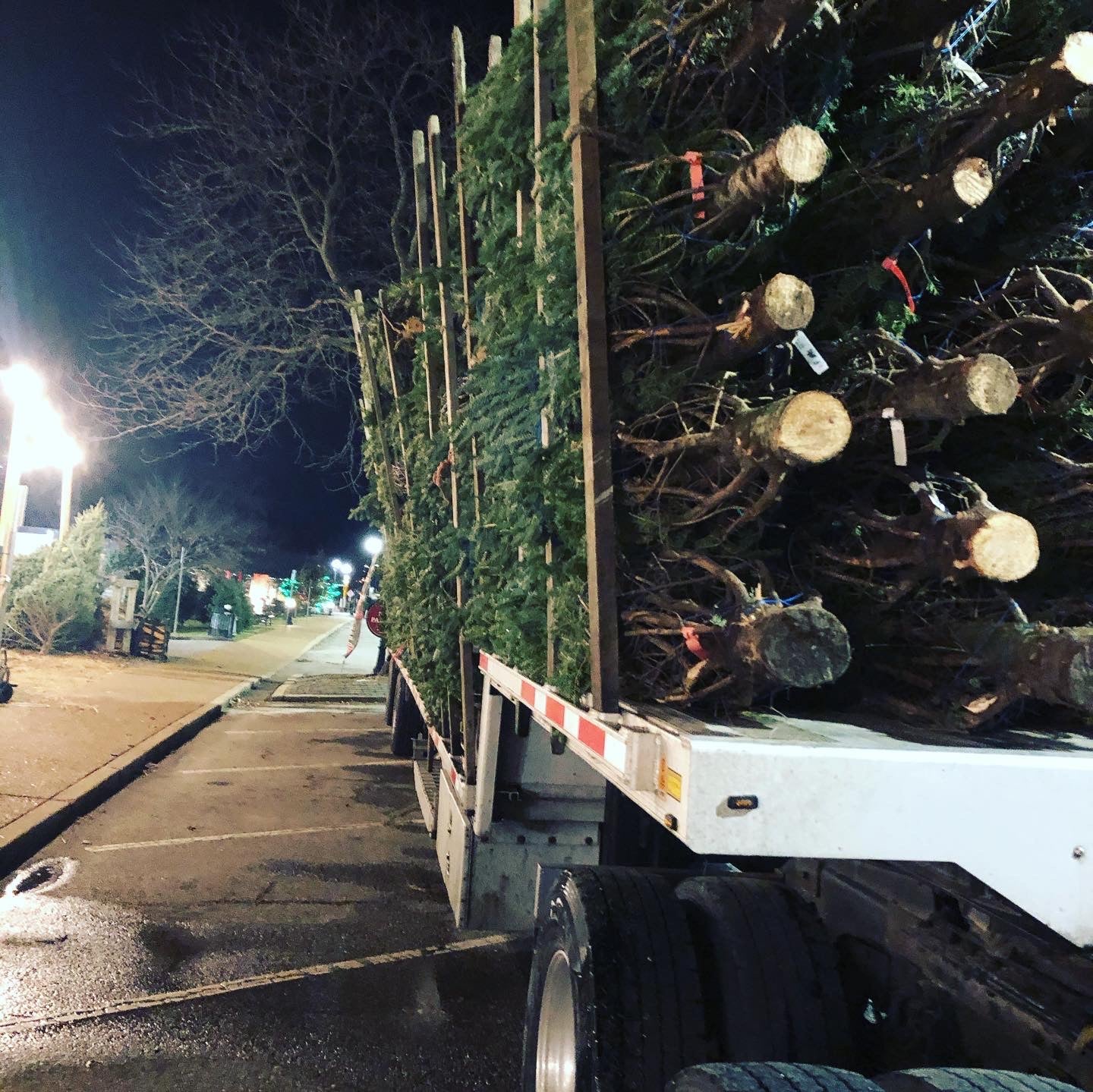 Christmas Tree Frasier Fir