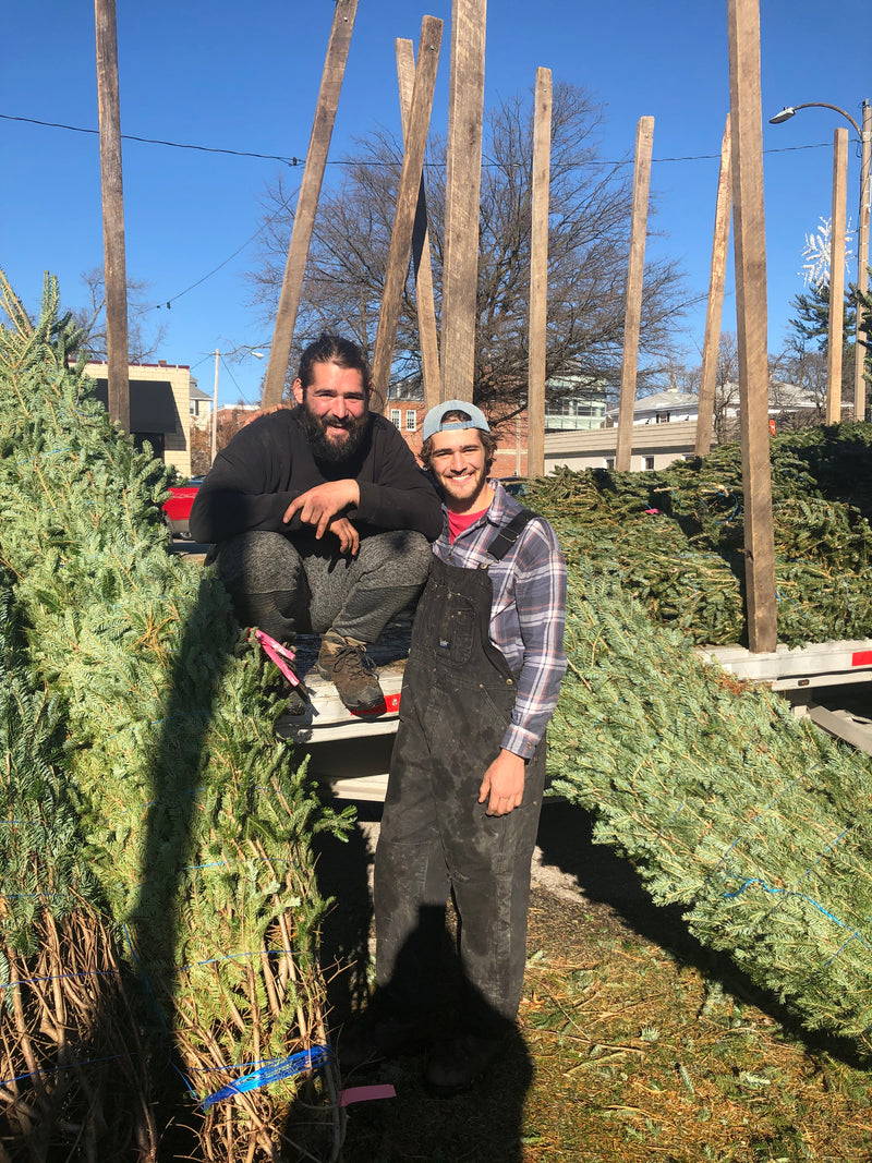 Christmas Tree Frasier Fir