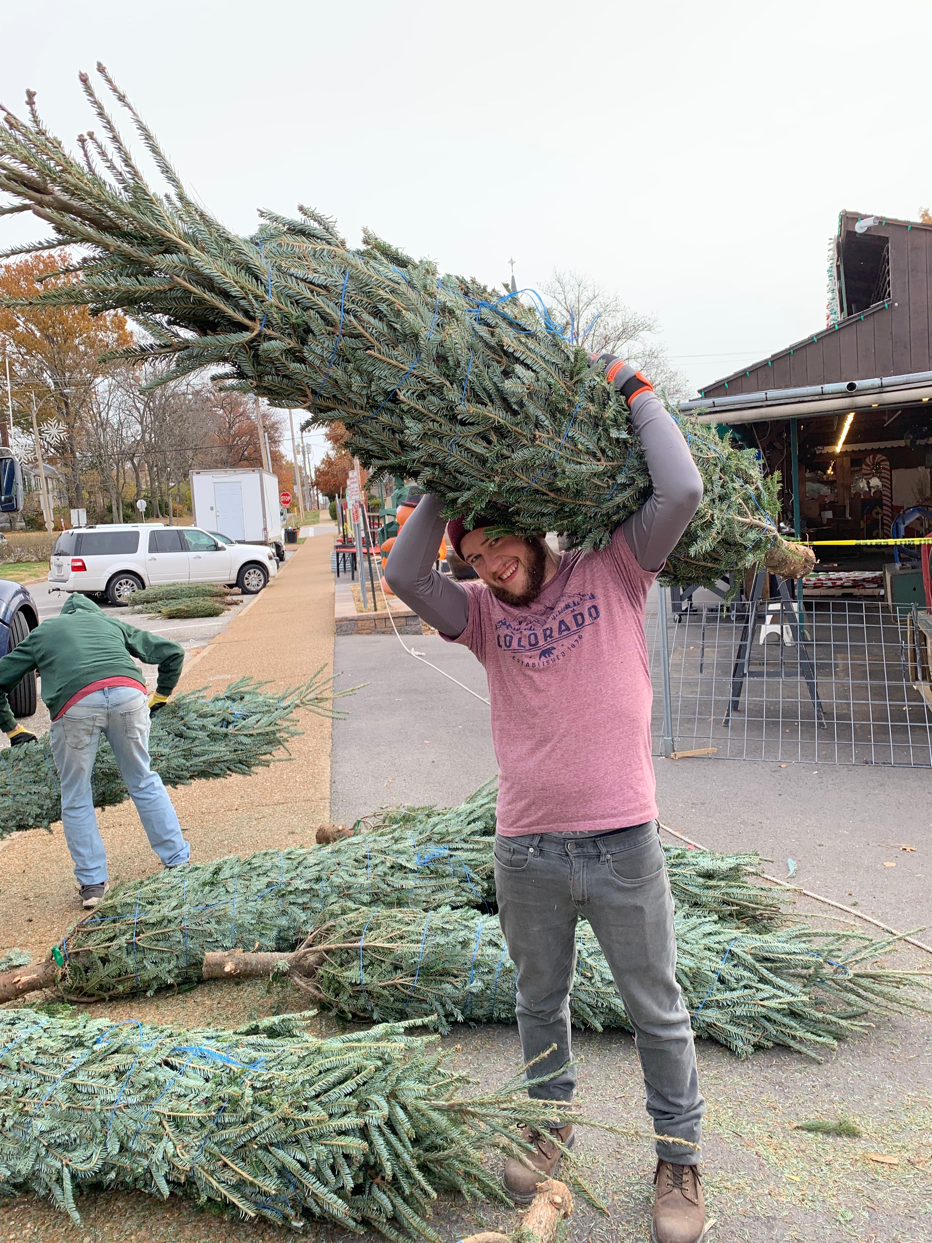Christmas Tree Frasier Fir