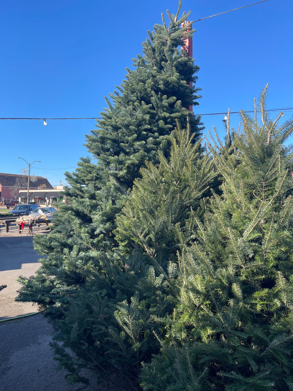 CHRISTMAS TREE Noble Fir