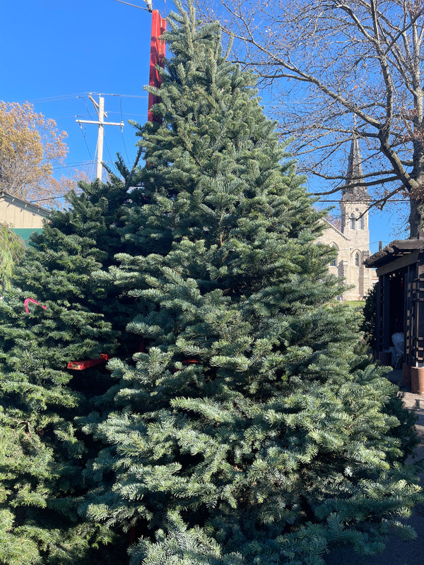 CHRISTMAS TREE Noble Fir