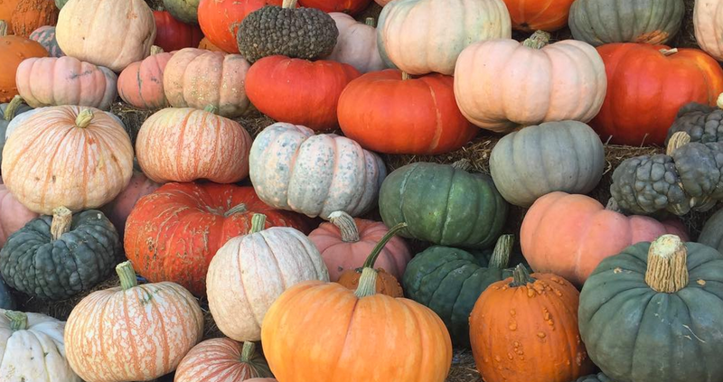 Pumpkin Specialty & Heirloom Varieties