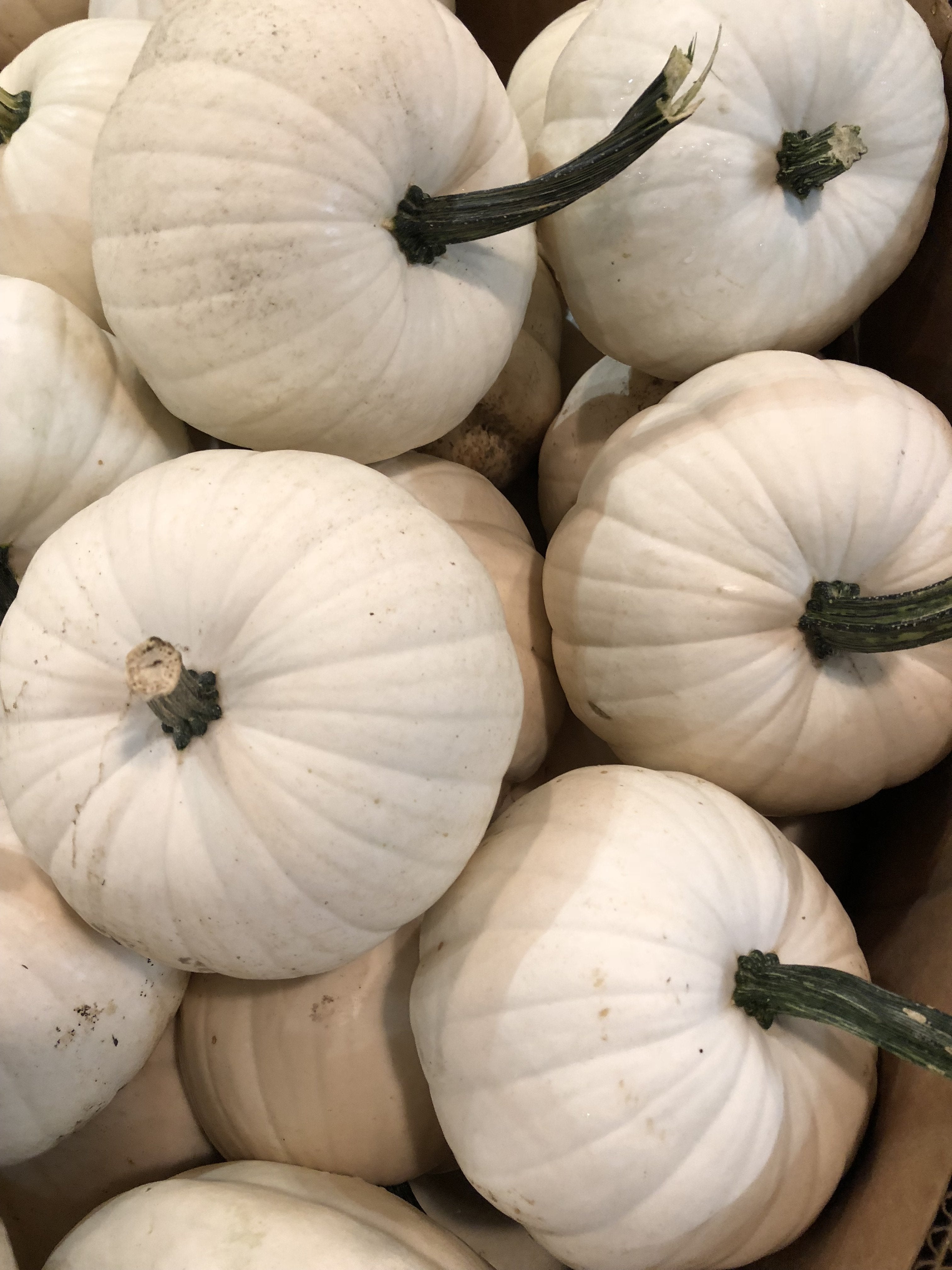 Pumpkin Cotton Candy