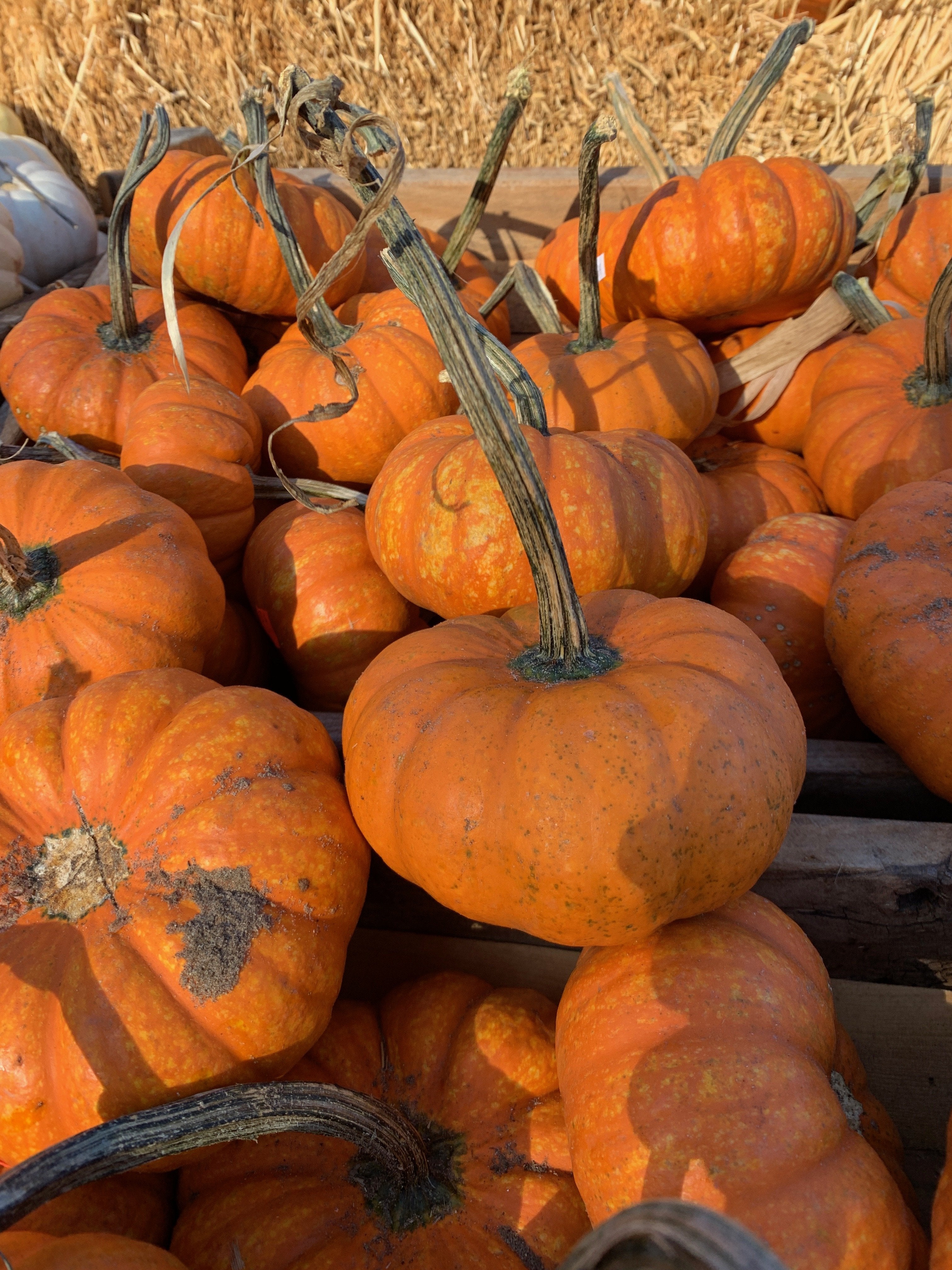 Pumpkin Jumbo Jack Orange