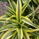 Tropical Foliage Plants for Indoors and Outdoors