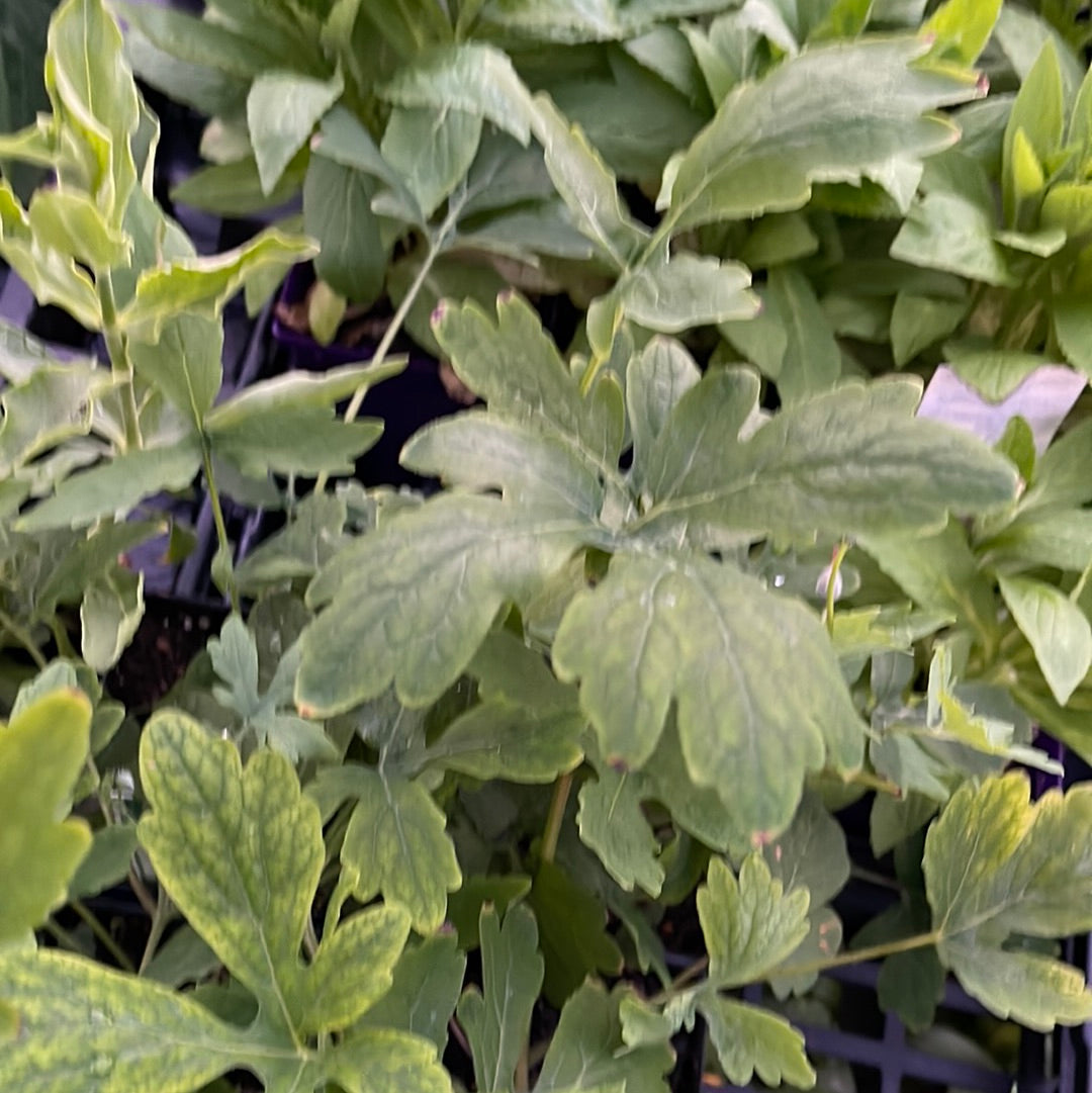 Missouri Native Plants