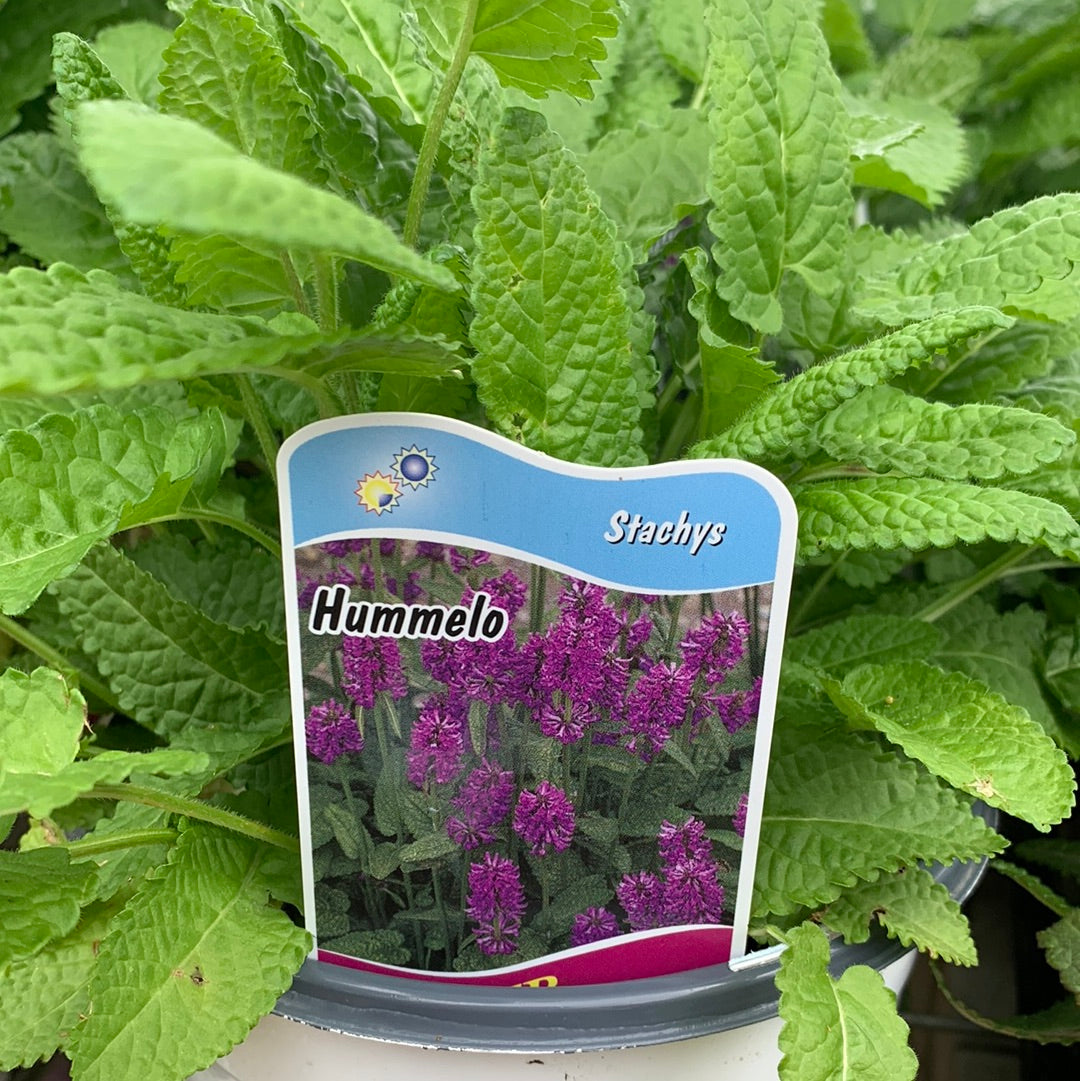 Stachys