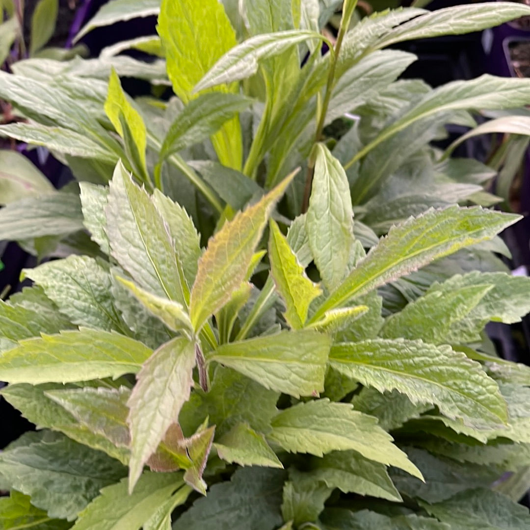 Missouri Native Plants