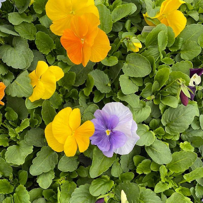 Pansies Winter Survivor